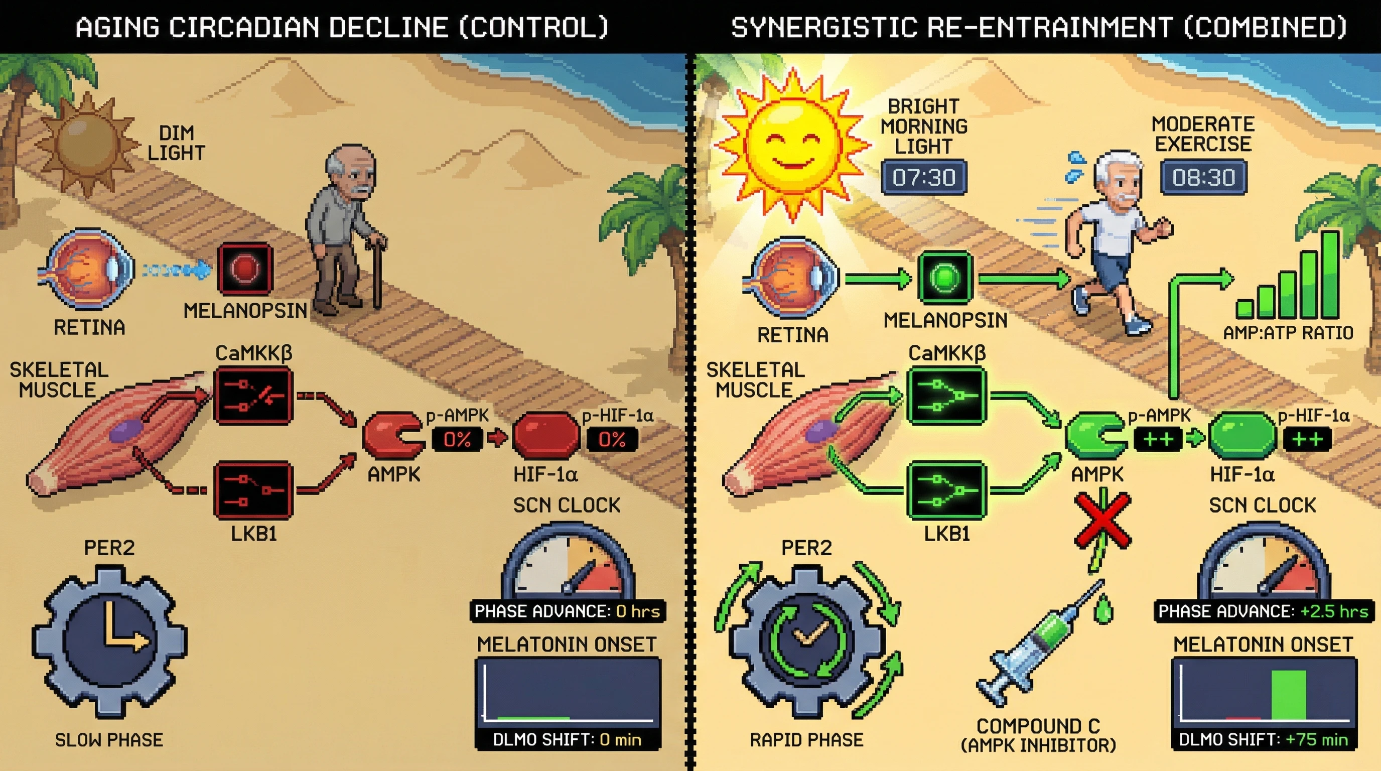 Infographic for: Morning Light-Primes Exercise-Induced AMPK Activation to Accelerate PER2 Phosphorylation and Advance Circadian Phase in Older Adults