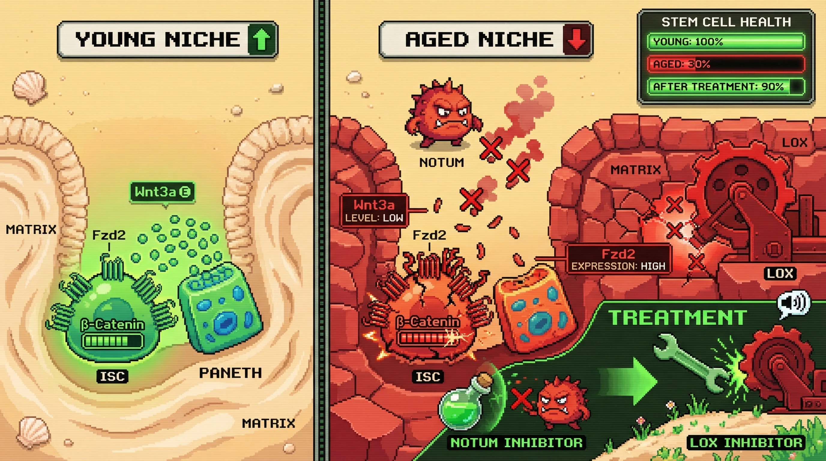 Infographic for: NOTUM‑Driven Wnt Loss Induces Frizzled Hypersensitivity and Mechanosignaling Dysregulation in Aged Intestinal Stem Cells