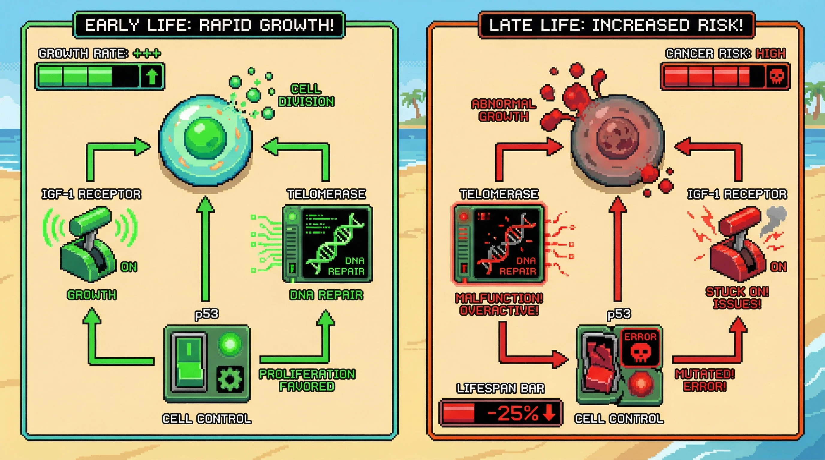 This infographic illustrates the concept of antagonistic pleiotropy, showing how the same genetic factors (IGF-1 Receptor, Telomerase, p53) that promote beneficial rapid growth in early life can lead to detrimental outcomes like increased cancer risk in later life.
