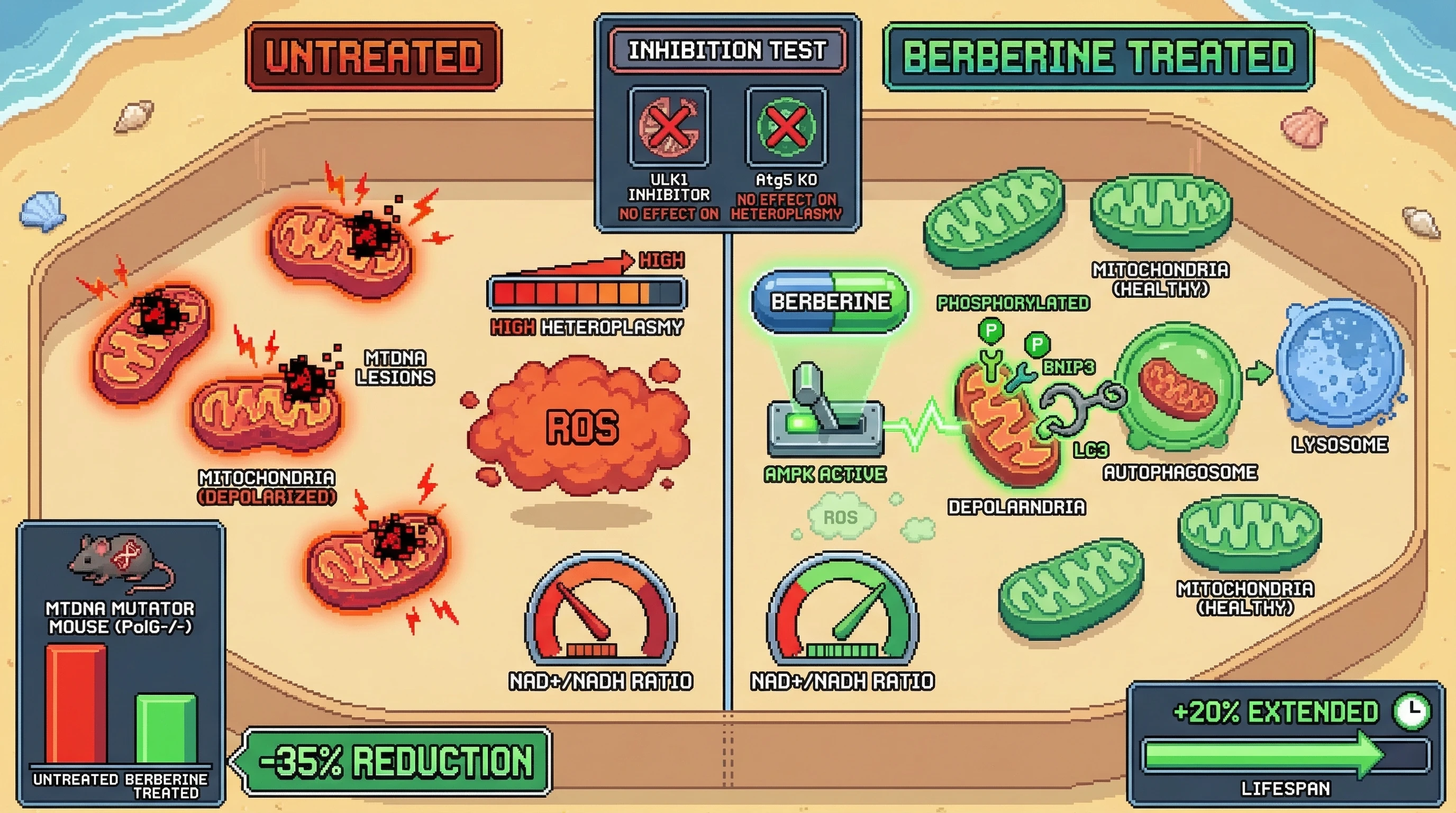 Infographic for: Berberine targets mitochondrial DNA quality control via AMPK‑driven selective mitophagy to lower pathogenic heteroplasmy and delay aging