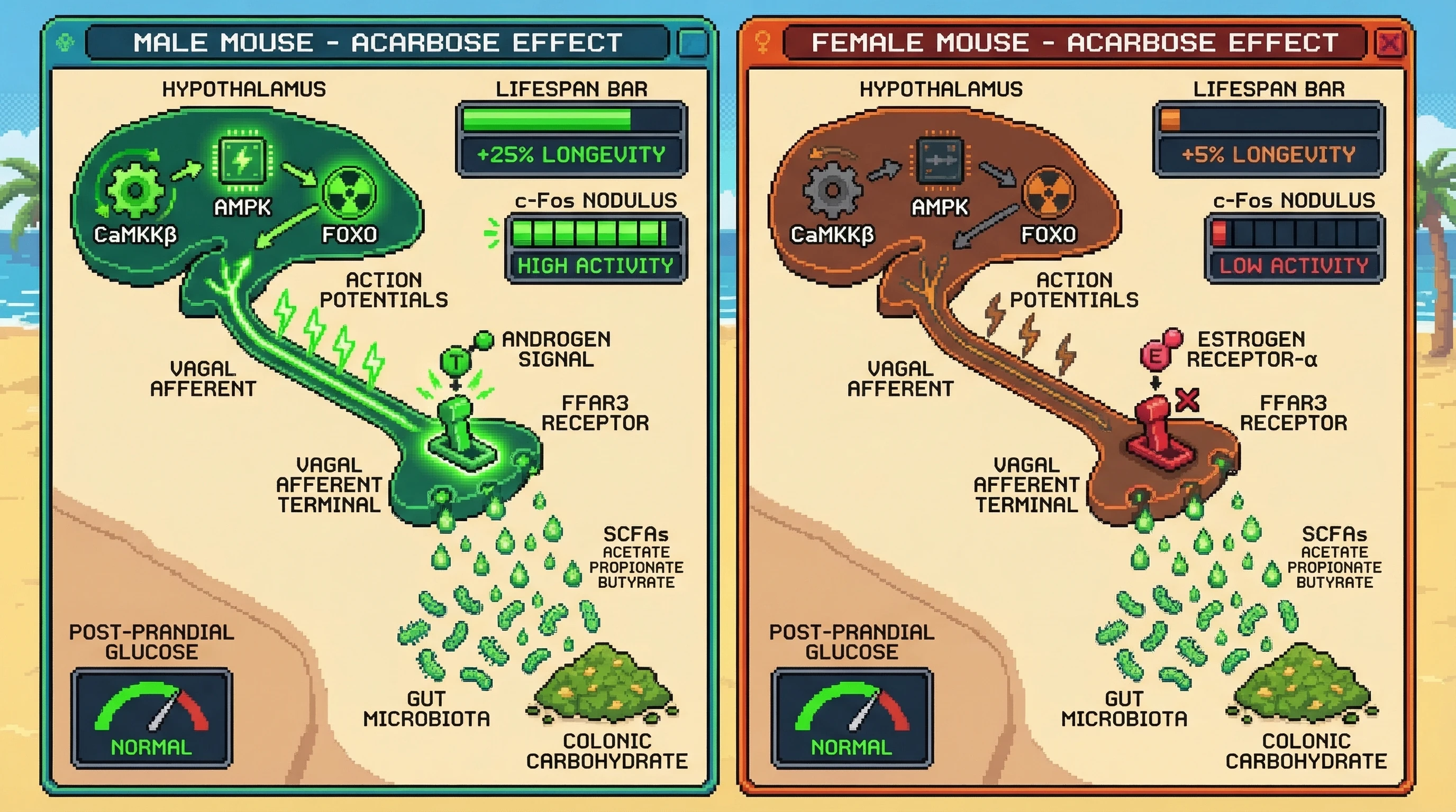 Mechanism: Acarbose increases colonic SCFAs, which activate FFAR3 on vagal afferents, stimulating hypothalamic AMPK-FOXO pathways to extend lifespan. Readout: Readout: This gut-to-brain signaling is amplified in males due to androgen-enhanced FFAR3, leading to +25% longevity, while estrogen-suppressed FFAR3 in females results in only +5% longevity despite similar SCFA increases.