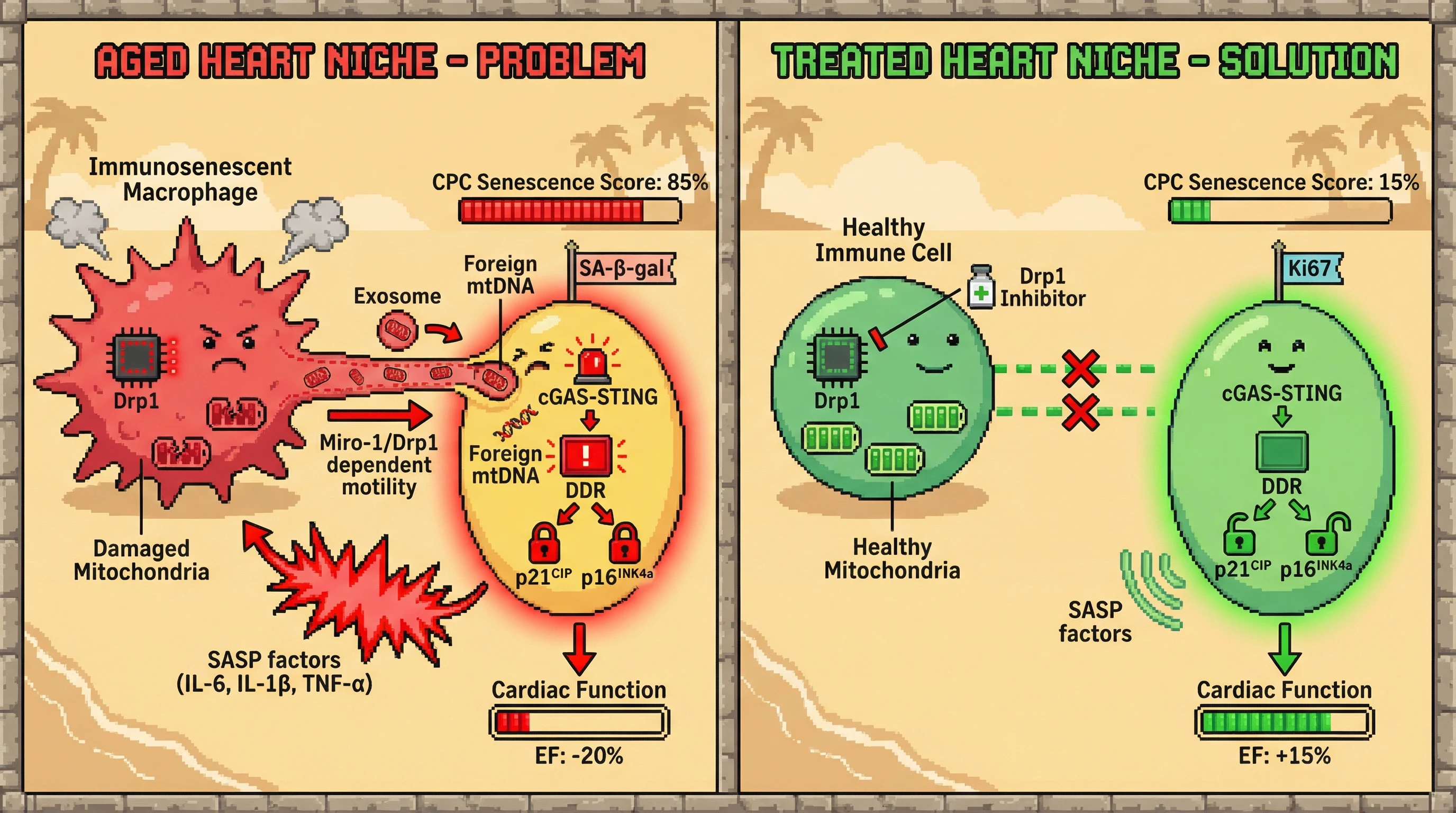Mechanism: Aged immune cells transfer damaged mitochondria and mtDNA to cardiac progenitor cells via TNTs and exosomes, triggering senescence. Readout: Readout: Inhibiting Drp1 in immune cells reduces CPC senescence markers and improves cardiac function.