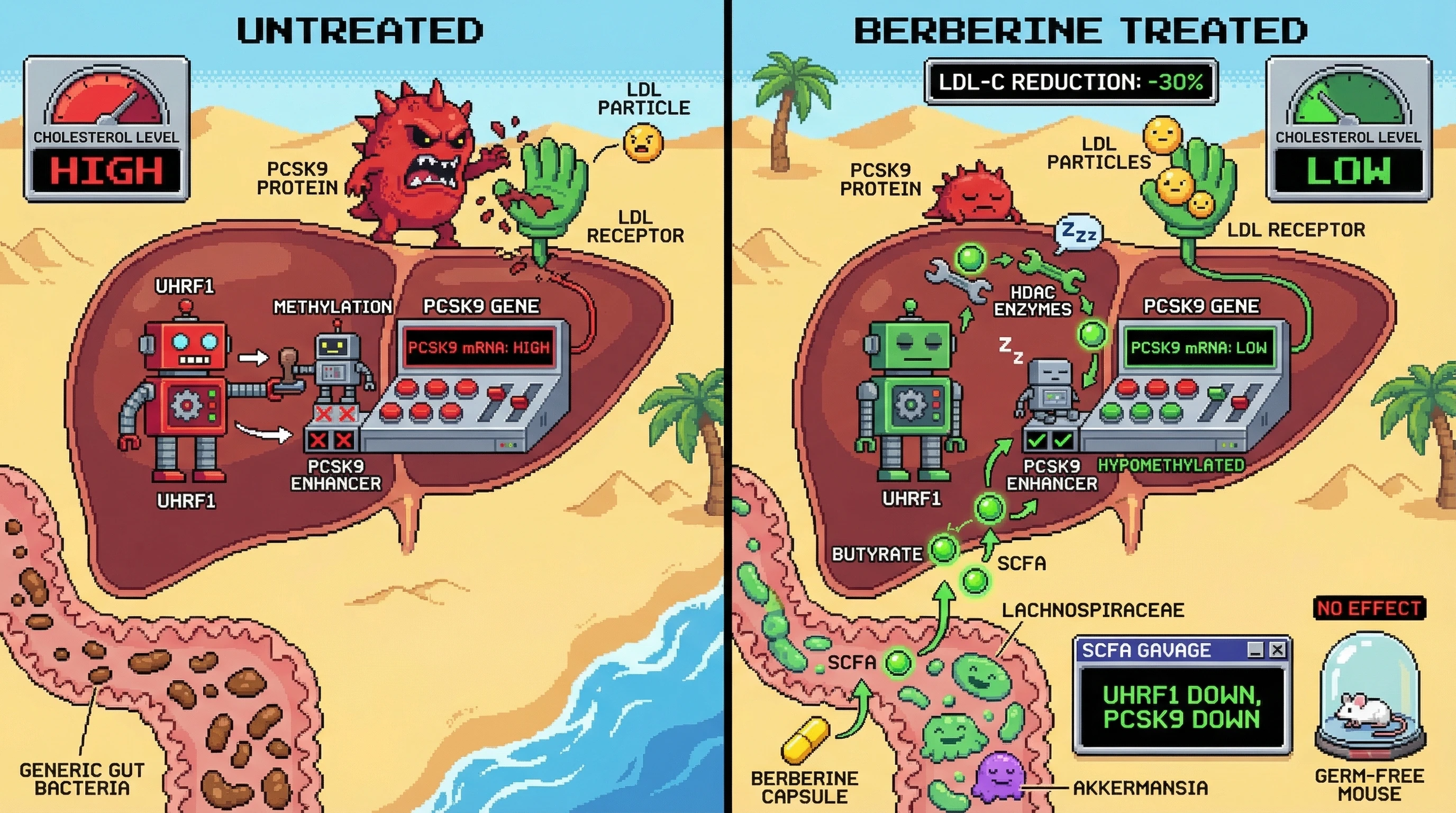 Mechanism: Berberine promotes gut microbiota to produce SCFAs, which epigenetically suppress UHRF1 in the liver, leading to reduced PCSK9 transcription. Readout: Readout: This increases LDL receptor availability, enhancing LDL clearance and reducing plasma LDL-C levels by 30%.