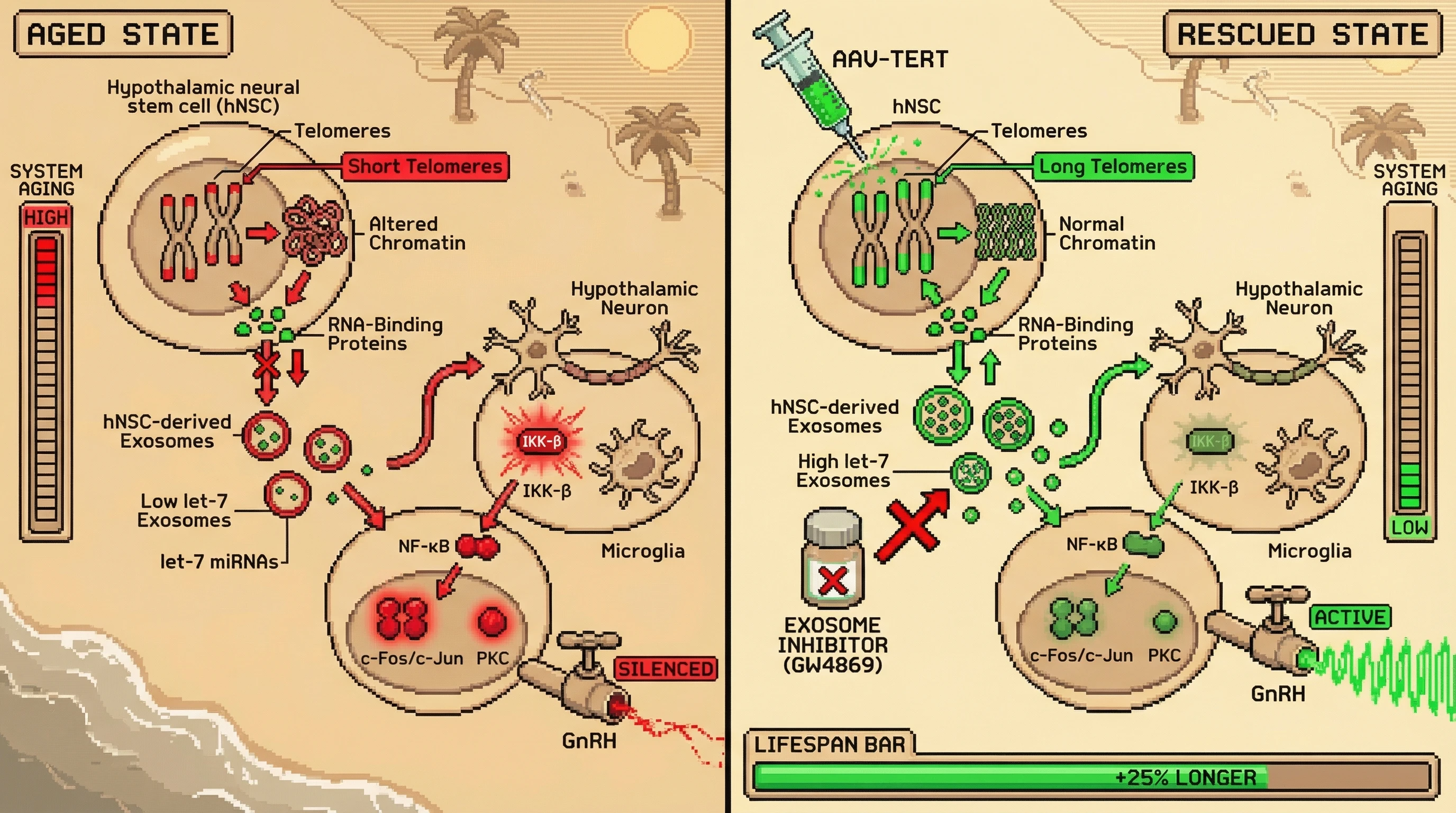 Mechanism: Short telomeres in hypothalamic stem cells alter exosome content, reducing let-7 miRNA and activating IKK-β/NF-κB, which silences GnRH. Readout: Readout: Telomere elongation restores let-7, suppresses NF-κB, elevates GnRH, and extends lifespan by 25%.