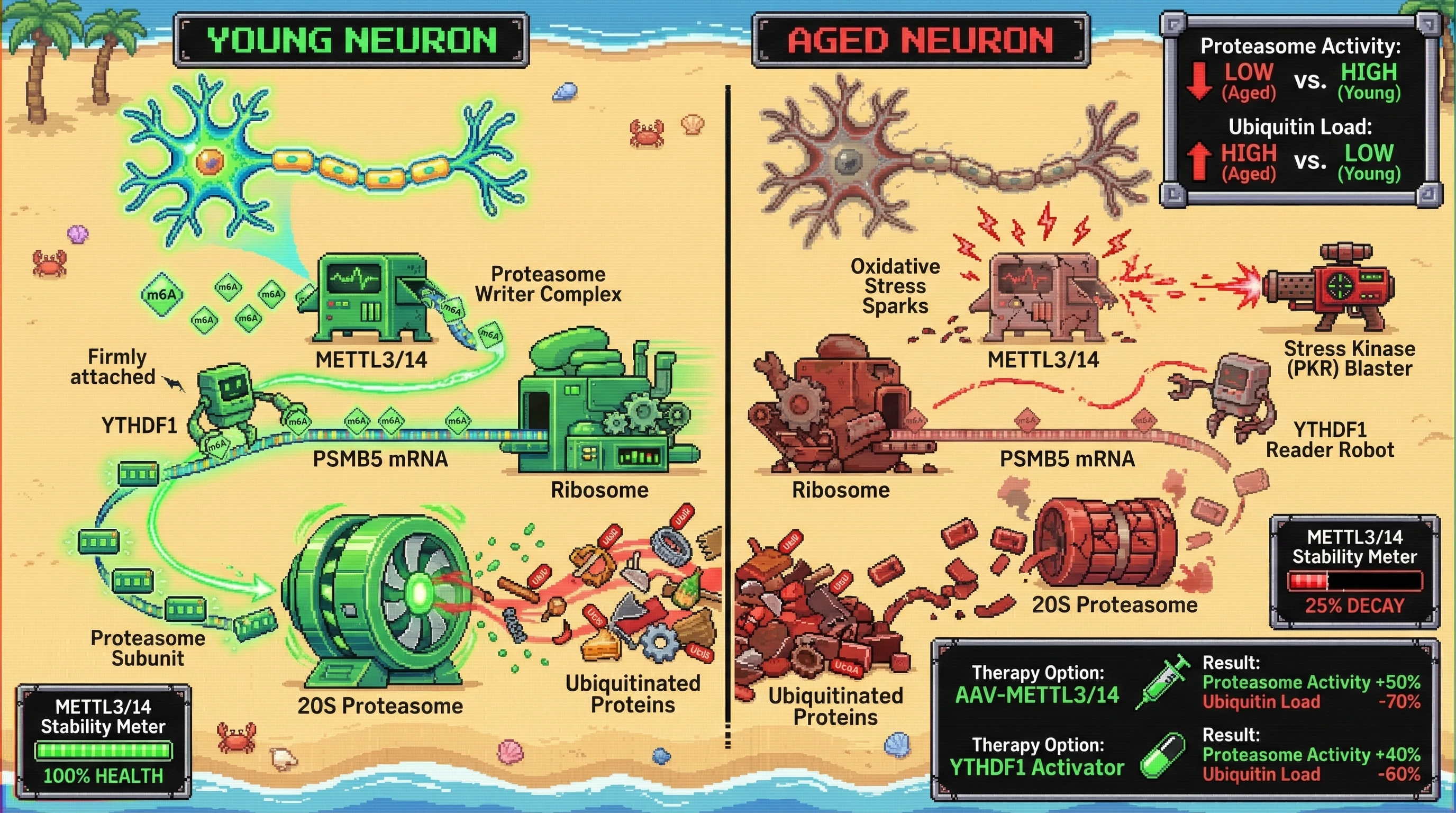 Mechanism: In aging neurons, METTL3/14 declines due to oxidative stress, reducing m6A tags on proteasome subunit mRNA, which impairs YTHDF1-mediated translation and leads to proteasome dysfunction. Readout: Readout: This results in increased ubiquitinated protein accumulation and reduced proteasome activity, which can be rescued by AAV-METTL3/14 or YTHDF1 activators.