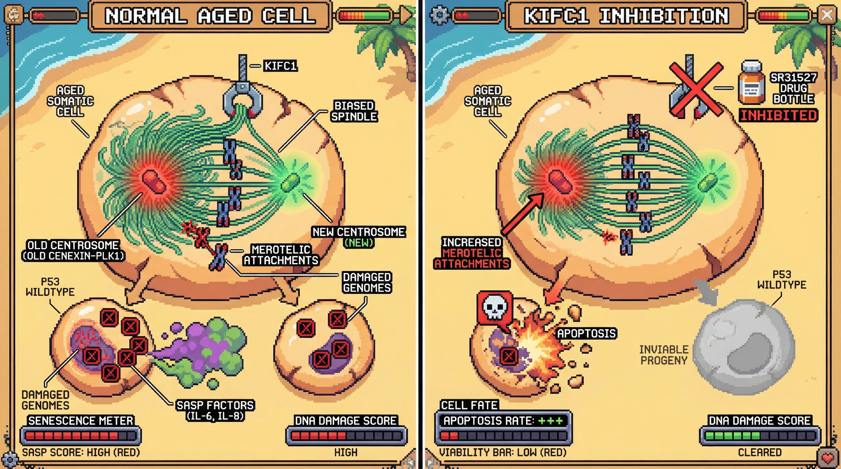 Mechanism: Centrosome age asymmetry drives biased chromosome segregation via KIFC1, leading to damaged DNA accumulation and SASP in aged cells. Readout: Readout: KIFC1 inhibition increases merotelic attachments at old-centrosome poles, shifting cell fate from senescence to apoptosis and decreasing viability.