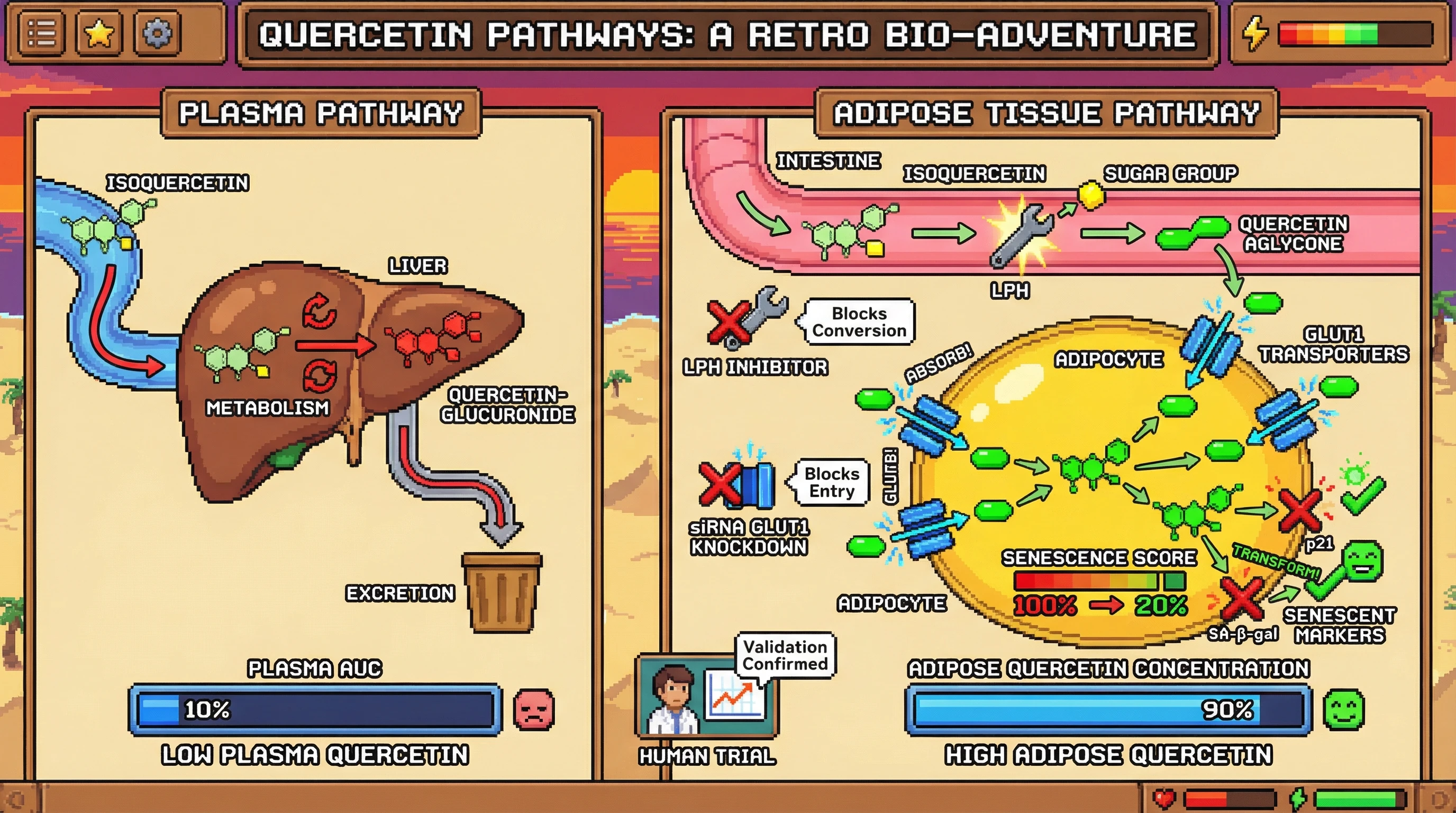 Infographic for: Isoquercetin’s low systemic exposure masks high adipose tissue accumulation via microbiota‑mediated deglycosylation and GLUT1‑dependent uptake, making it a potent local senolytic despite poor plasma PK