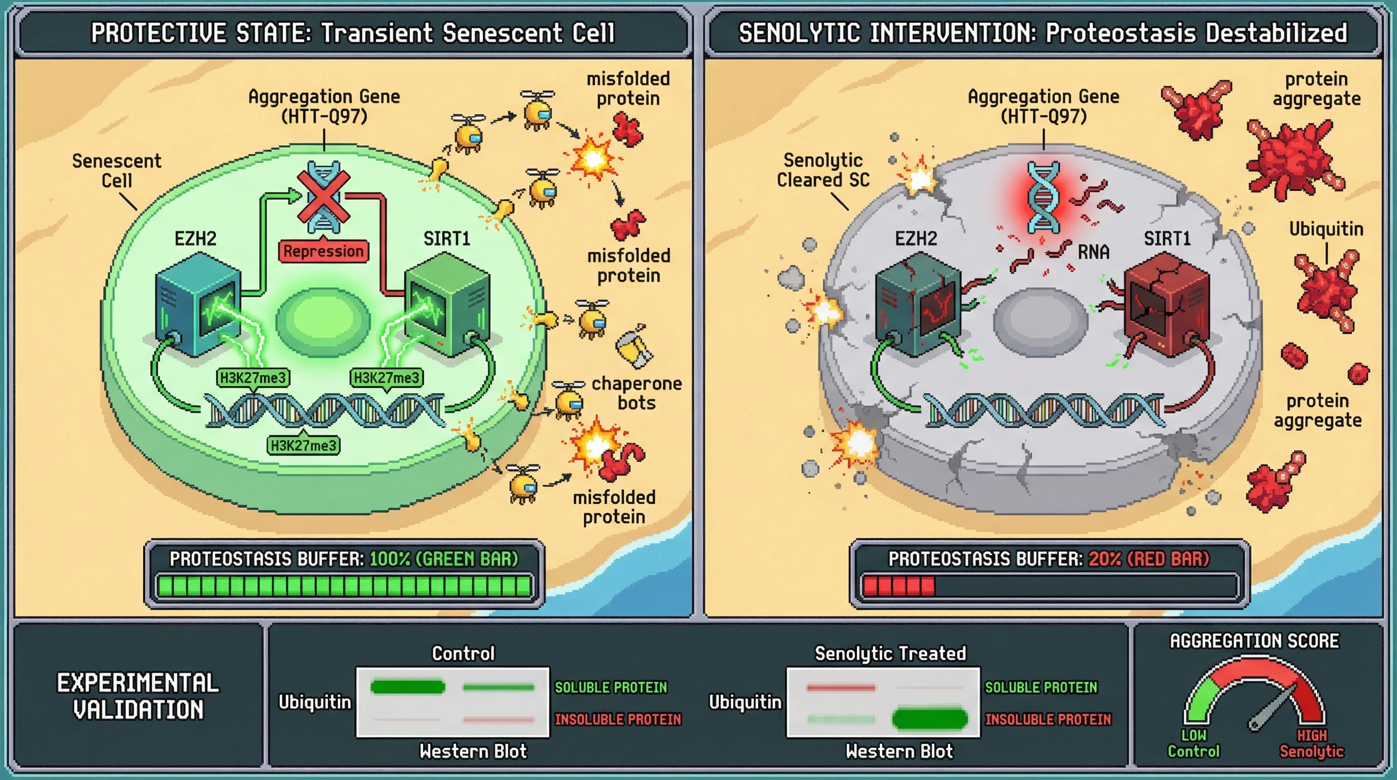 Mechanism: Transient senescent cells act as network chaperones, using EZH2/SIRT1 to repress aggregation-prone genes and secrete chaperones to maintain proteostasis. Readout: Readout: Senolytic removal of these cells increases insoluble protein aggregates (ubiquitin-conjugated species) and elevates the aggregation score.
