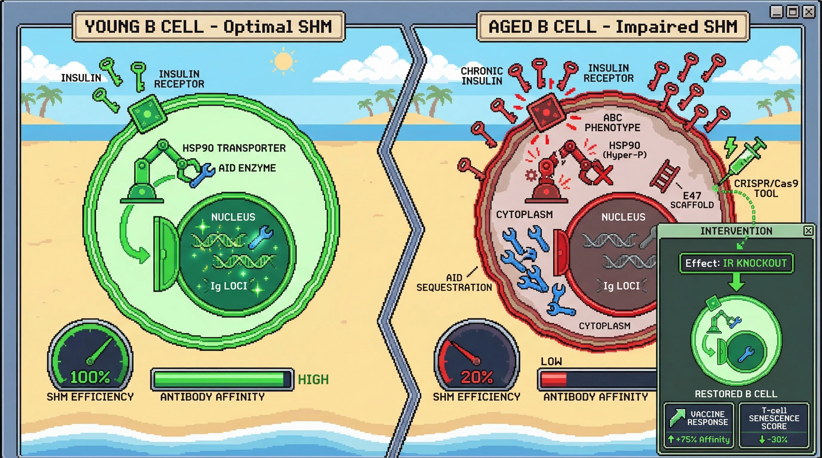 Mechanism: Chronic insulin signaling in aged B cells hyper-phosphorylates Hsp90, causing AID enzyme to be trapped in the cytoplasm and preventing somatic hypermutation. Readout: Readout: CRISPR/Cas9 knockout of B-cell insulin receptors restores nuclear AID, increases antibody affinity by 75%, and reduces T-cell senescence by 30%.