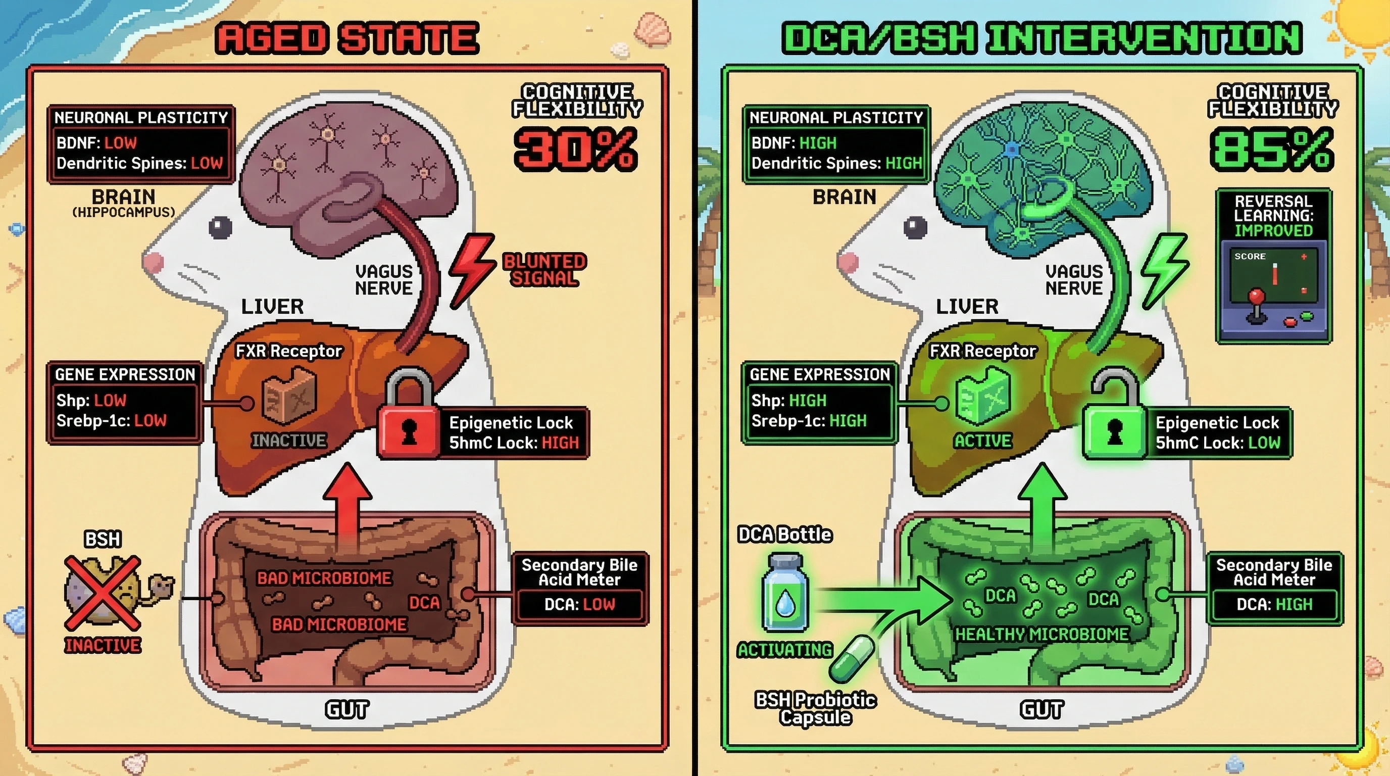 Mechanism: Age-related secondary bile acid (DCA) depletion reduces FXR activation in the liver and brain, contributing to metabolic and cognitive rigidity. Readout: Readout: DCA/BSH intervention increases FXR signaling, improves vagal tone, rescues hippocampal plasticity markers (BDNF, dendritic spines), and enhances cognitive flexibility by 55% in aged mice.