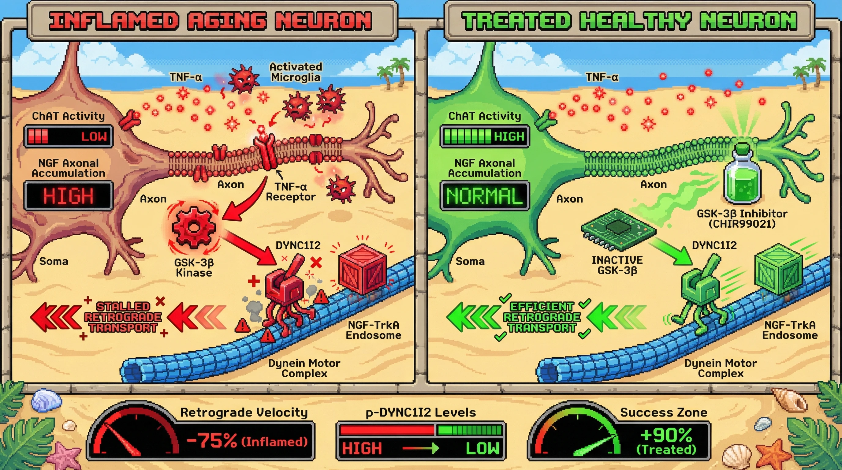 Infographic for: TNF-α‑mediated GSK‑3β phosphorylation of dynein intermediate chain blocks retrograde NGF transport in aging human cholinergic neurons