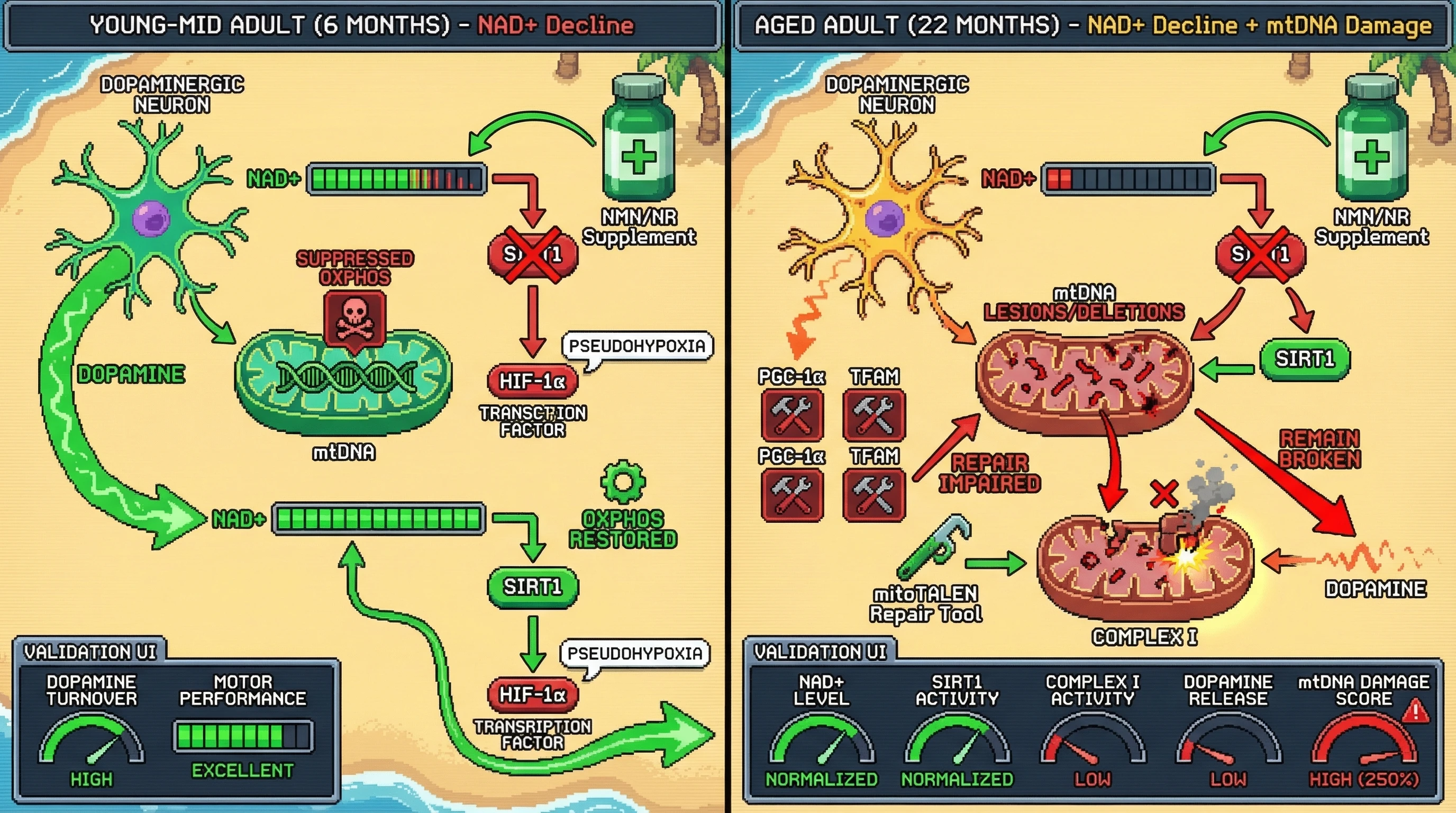 Mechanism: Early NAD+ decline triggers reversible pseudohypoxia, but persistent NAD+ deficit in aging leads to irreversible mitochondrial DNA damage and Complex I dysfunction. Readout: Readout: NAD+ precursors restore function in young adults but fail in aged adults unless combined with mtDNA-targeted interventions.