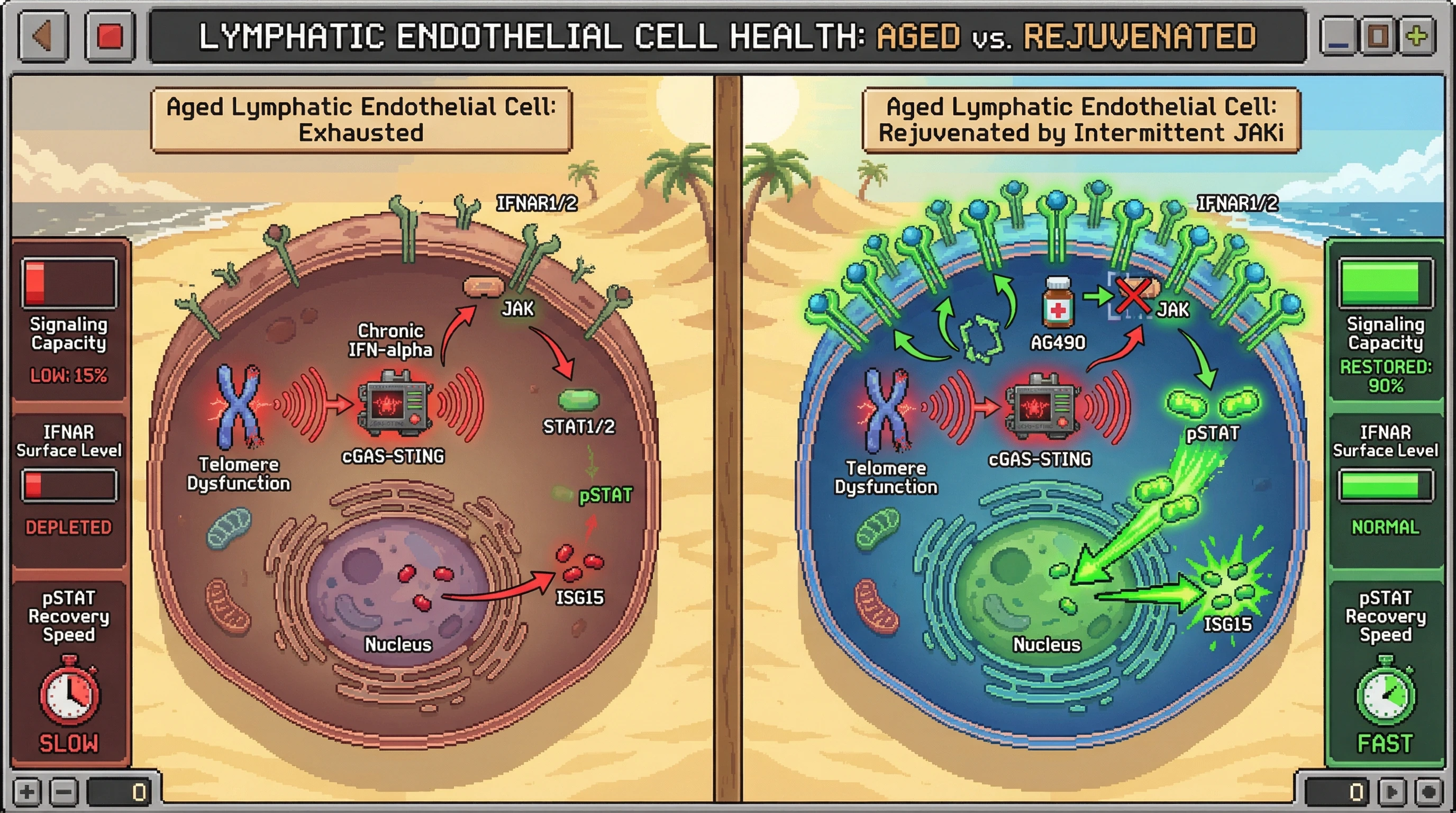Mechanism: Intermittent JAK inhibition prevents IFNAR receptor depletion in aged lymphatic endothelial cells, thereby restoring their capacity for STAT phosphorylation. Readout: Readout: This leads to normalized IFNAR surface levels and faster, stronger pSTAT recovery compared to continuous inhibition or no treatment.