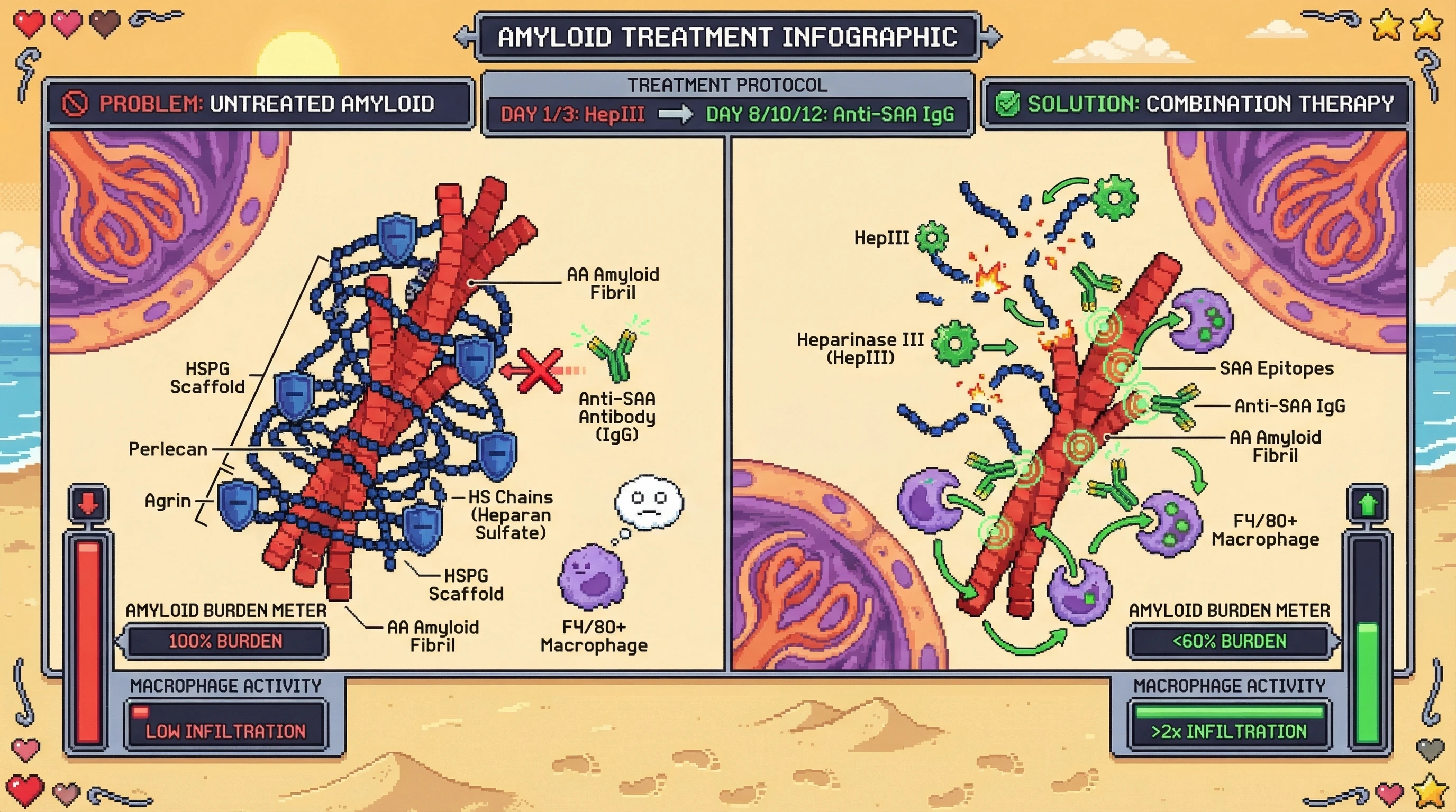 Mechanism: Bacterial Heparinase III first cleaves heparan sulfate chains shielding AA amyloid fibrils, allowing subsequent anti-SAA antibodies to bind exposed epitopes. Readout: Readout: This combined therapy reduces amyloid burden by over 40% and increases macrophage infiltration more than two-fold compared to monotherapy.