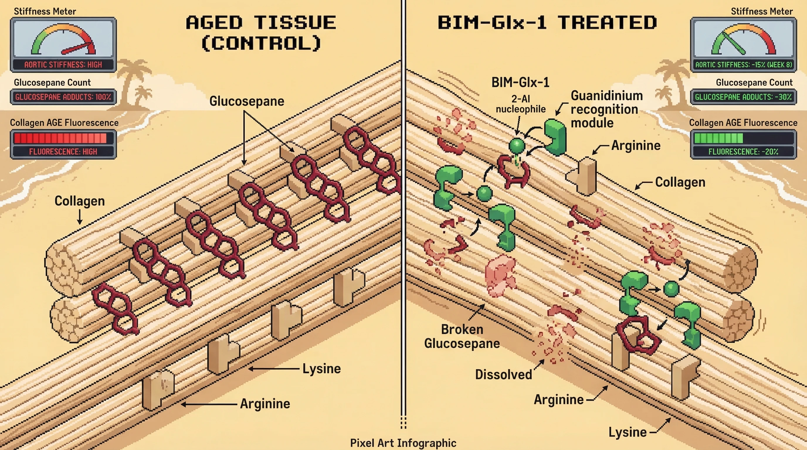 Mechanism: The bivalent small molecule BIM-Glx-1 specifically targets and cleaves accumulated Glucosepane crosslinks that stiffen collagen in aged extracellular matrix. Readout: Readout: This action reduces aortic stiffness by 15%, decreases AGE autofluorescence by 20%, and lowers Glucosepane adducts by 30% after 8 weeks of treatment.