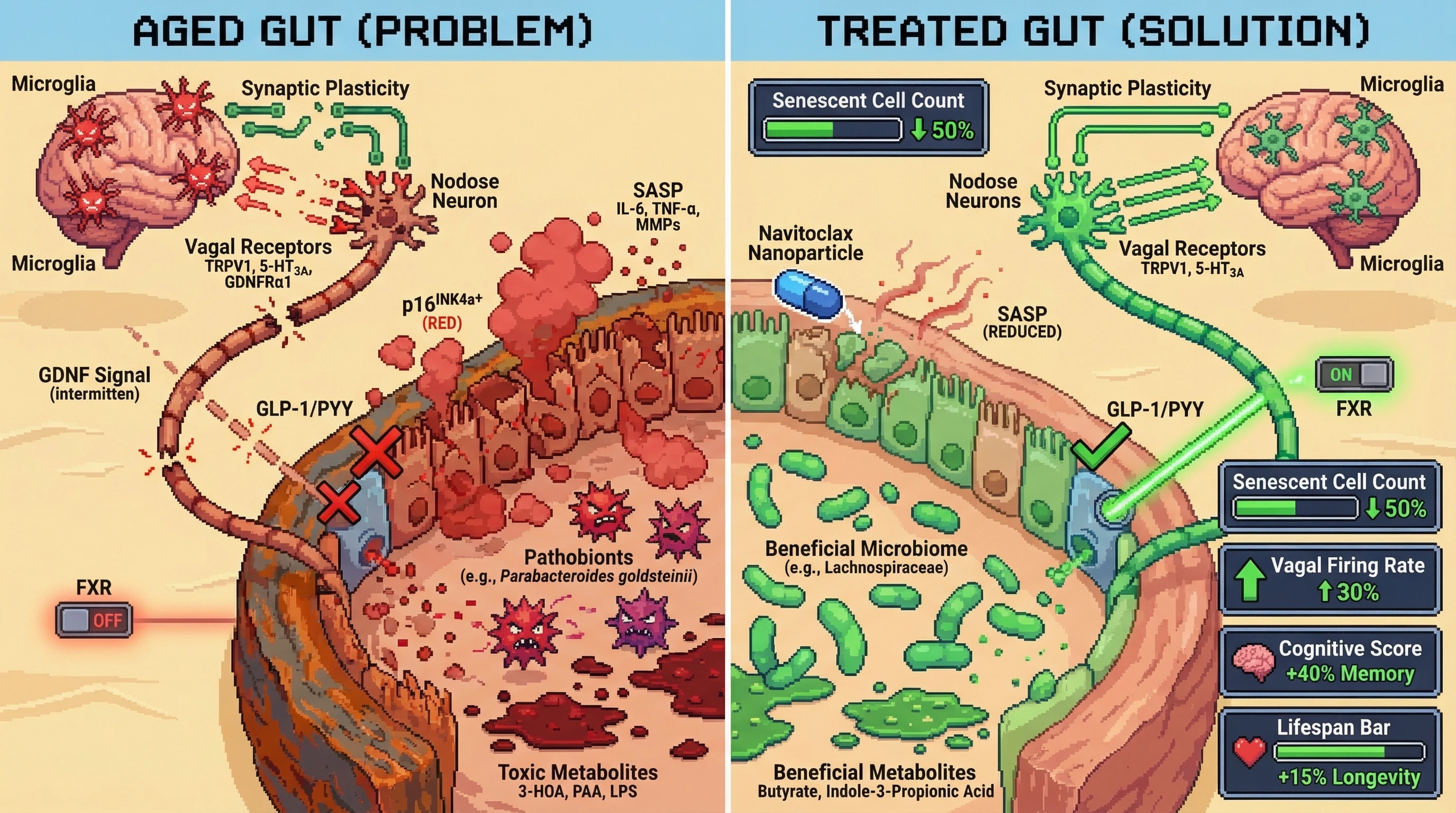 Mechanism: Gut-targeted senolytics clear senescent cells, normalizing the intestinal environment and restoring vagal afferent signaling to the brain. Readout: Readout: This intervention increases vagal firing, improves cognitive function, and extends median lifespan by 15%.