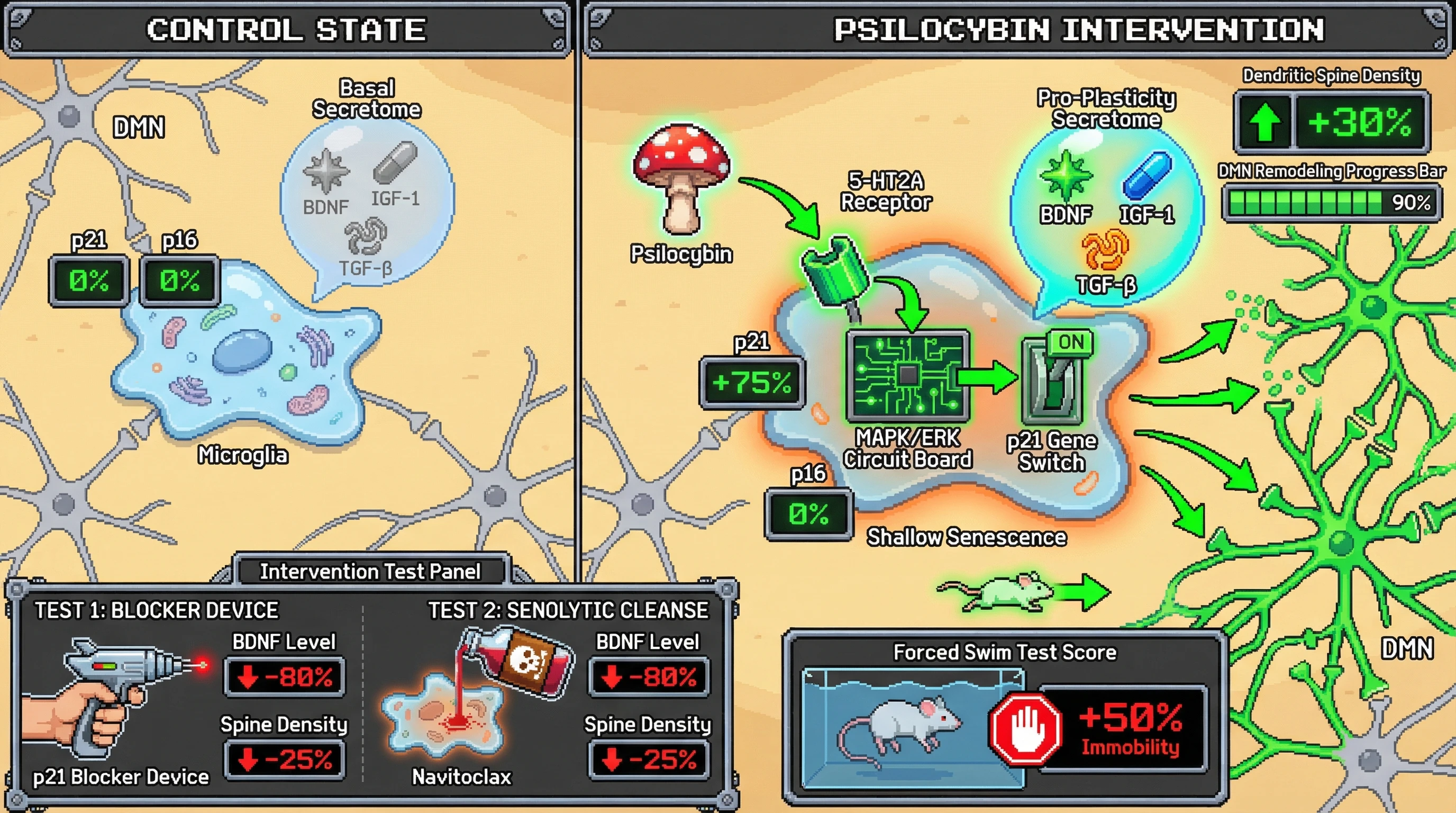 Infographic for: Psilocybin‑induced transient microglial senescence as a gateway to default‑mode network remodeling