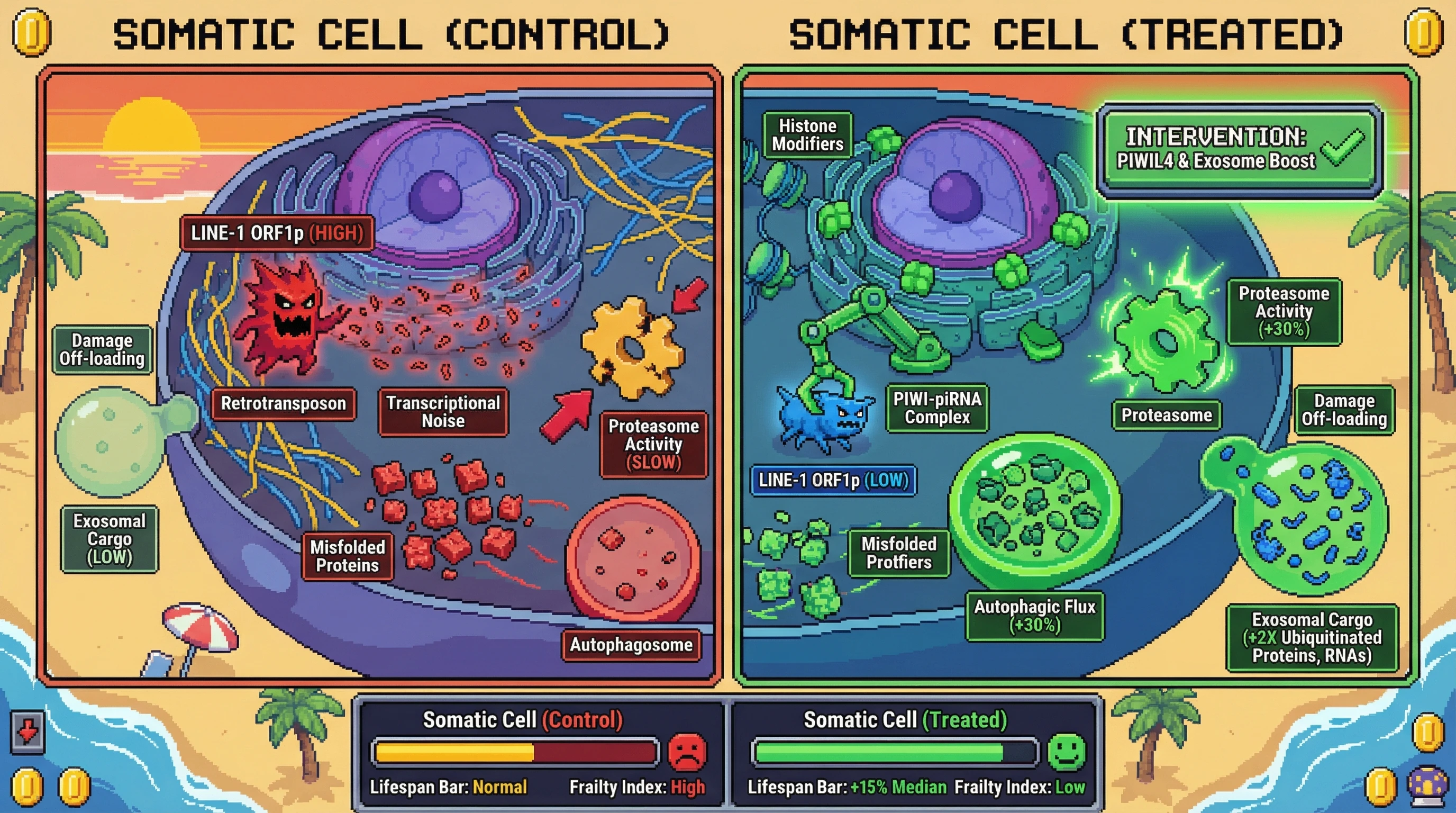 Infographic for: Somatic Cells Can Acquire Germline‑Grade Editing Budget via PIWI‑piRNA Activation and Exosomal Offloading of Damage