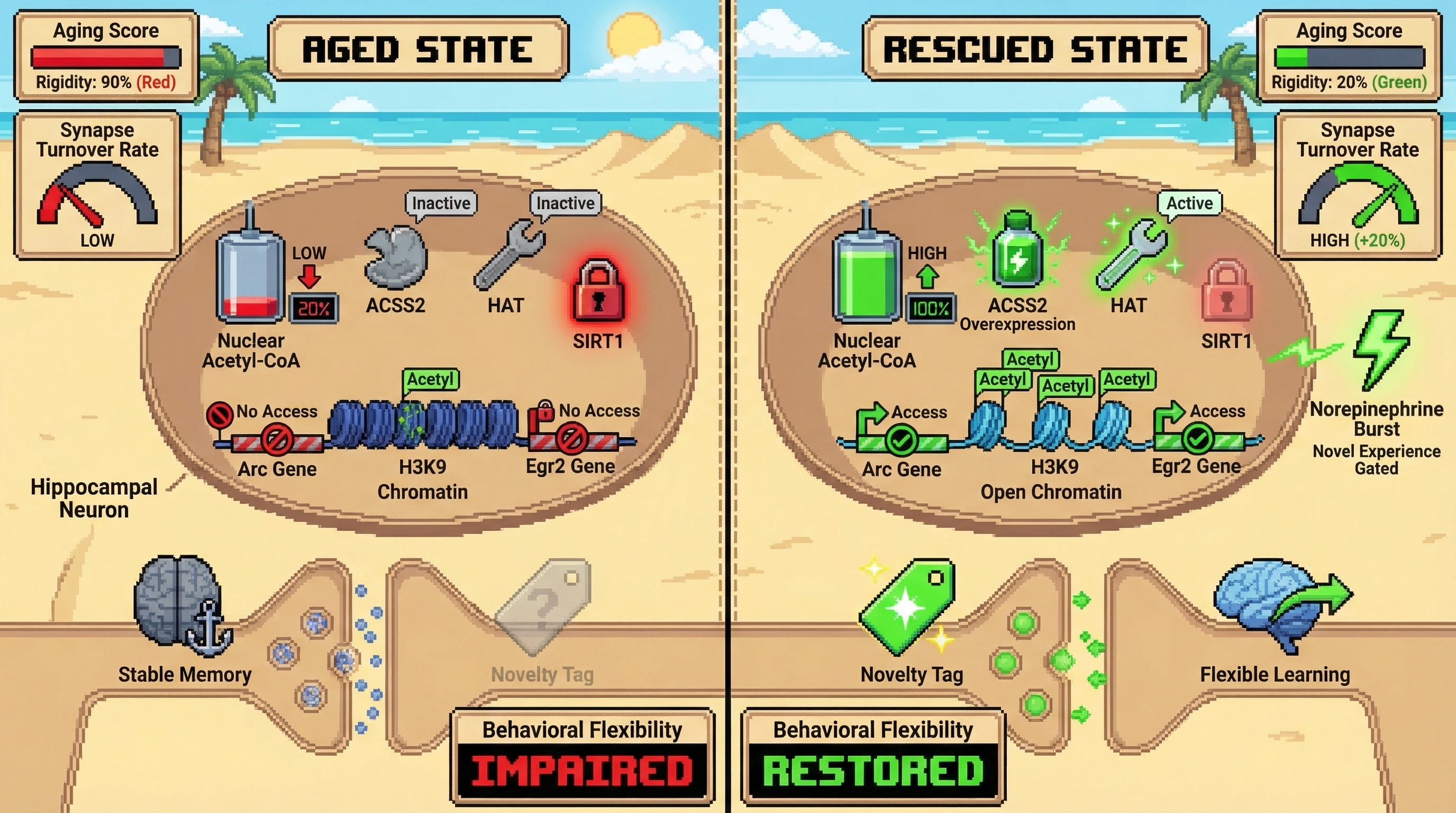 Infographic for: Acetyl-CoA–Dependent Histone Acetylation Regulates Surprise‑Driven Synaptic Tagging in the Aging Hippocampus