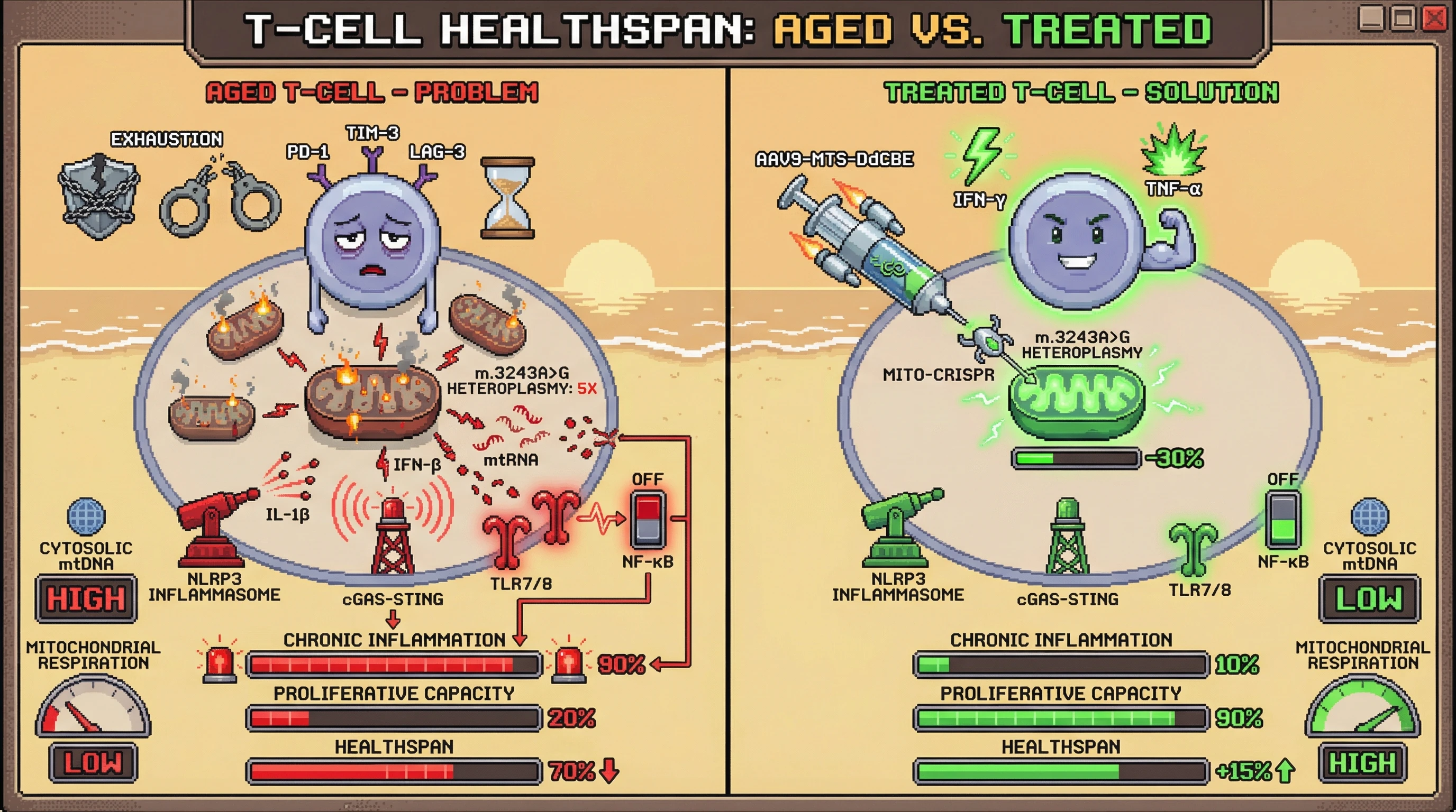 Infographic for: Targeting mitochondrial DNA heteroplasmy with mito‑CRISPR base editors suppresses NLRP3/cGAS‑STING driven T‑cell exhaustion and extends healthspan