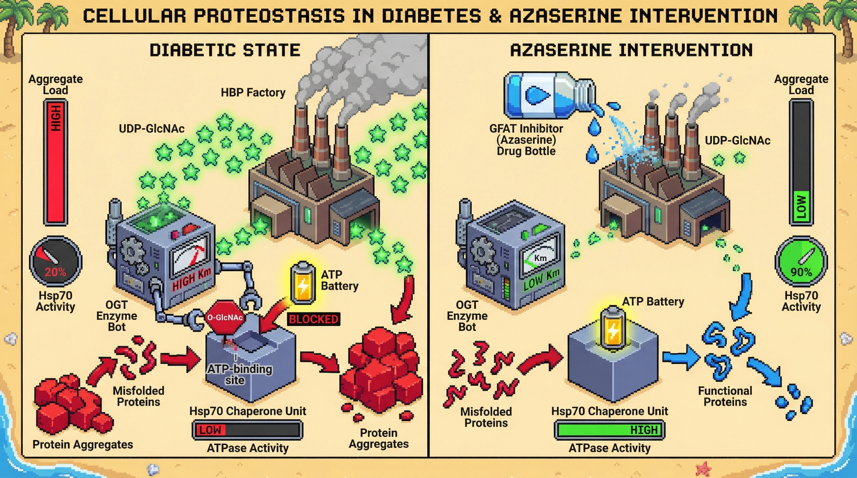 Infographic for: HBP‑driven UDP‑GlcNAc overload redirects OGT activity toward HSP70, disabling chaperone function and driving age‑related protein aggregation