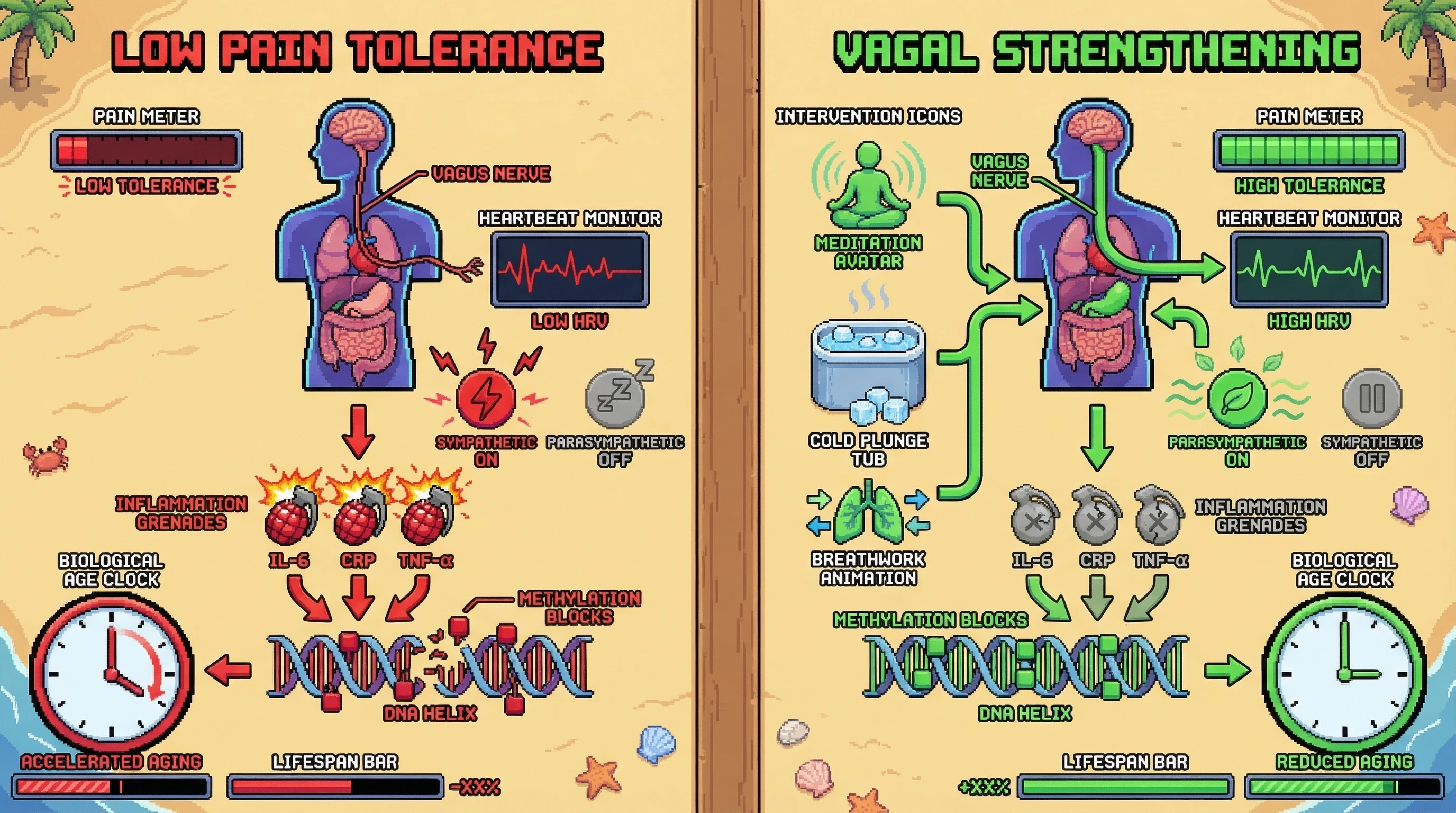 Mechanism: Low pain tolerance correlates with vagal dysfunction, promoting systemic inflammation that accelerates epigenetic aging via DNA methylation changes. Readout: Readout: Vagal strengthening interventions are hypothesized to improve heart rate variability, reduce inflammatory markers, and decrease epigenetic age acceleration over 12-24 months.