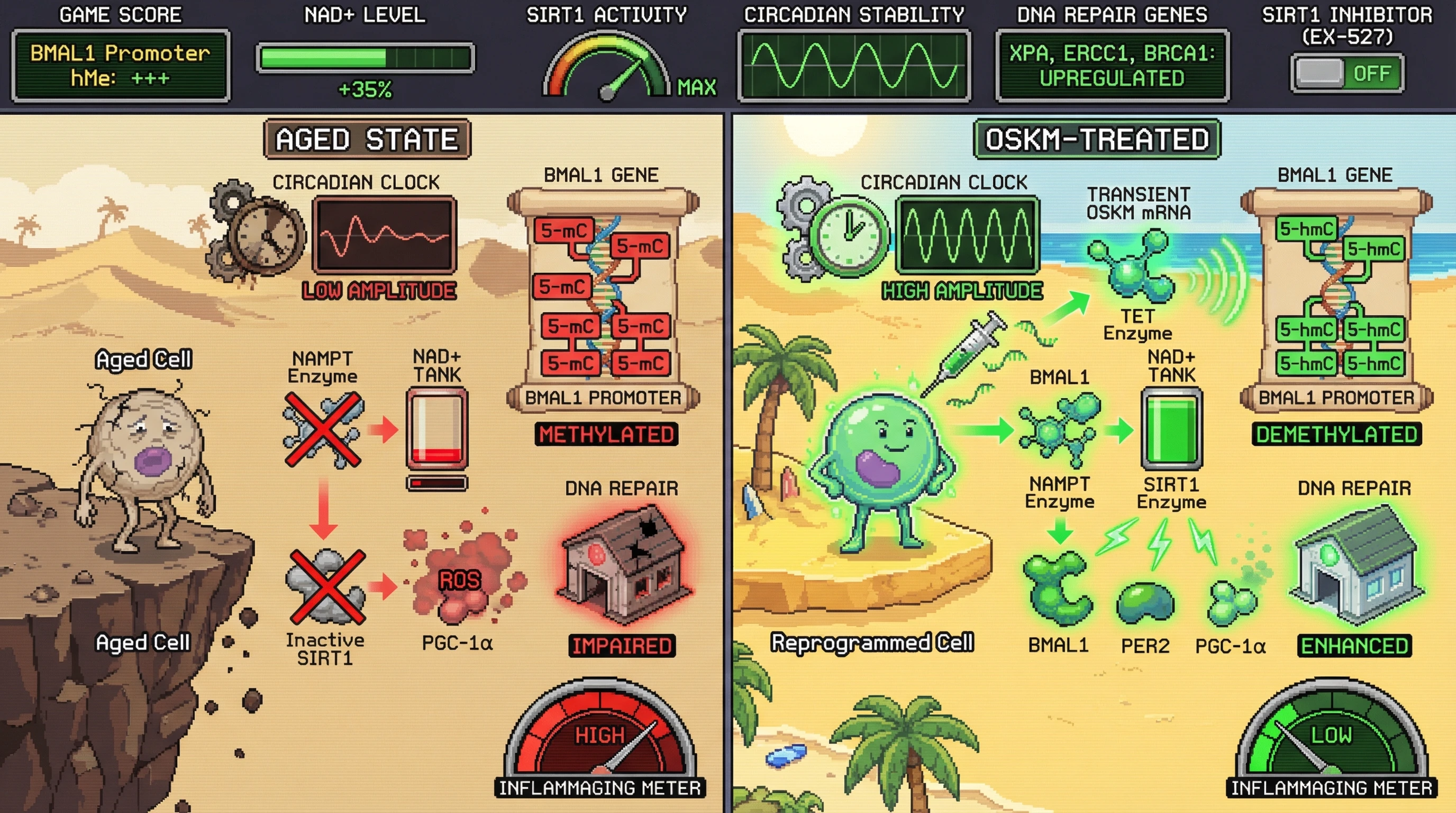 Infographic for: Transient OSKM reprogramming reinforces the circadian anti‑aging firewall via BMAL1 promoter demethylation and NAD+‑SIRT1 mediated clock amplification