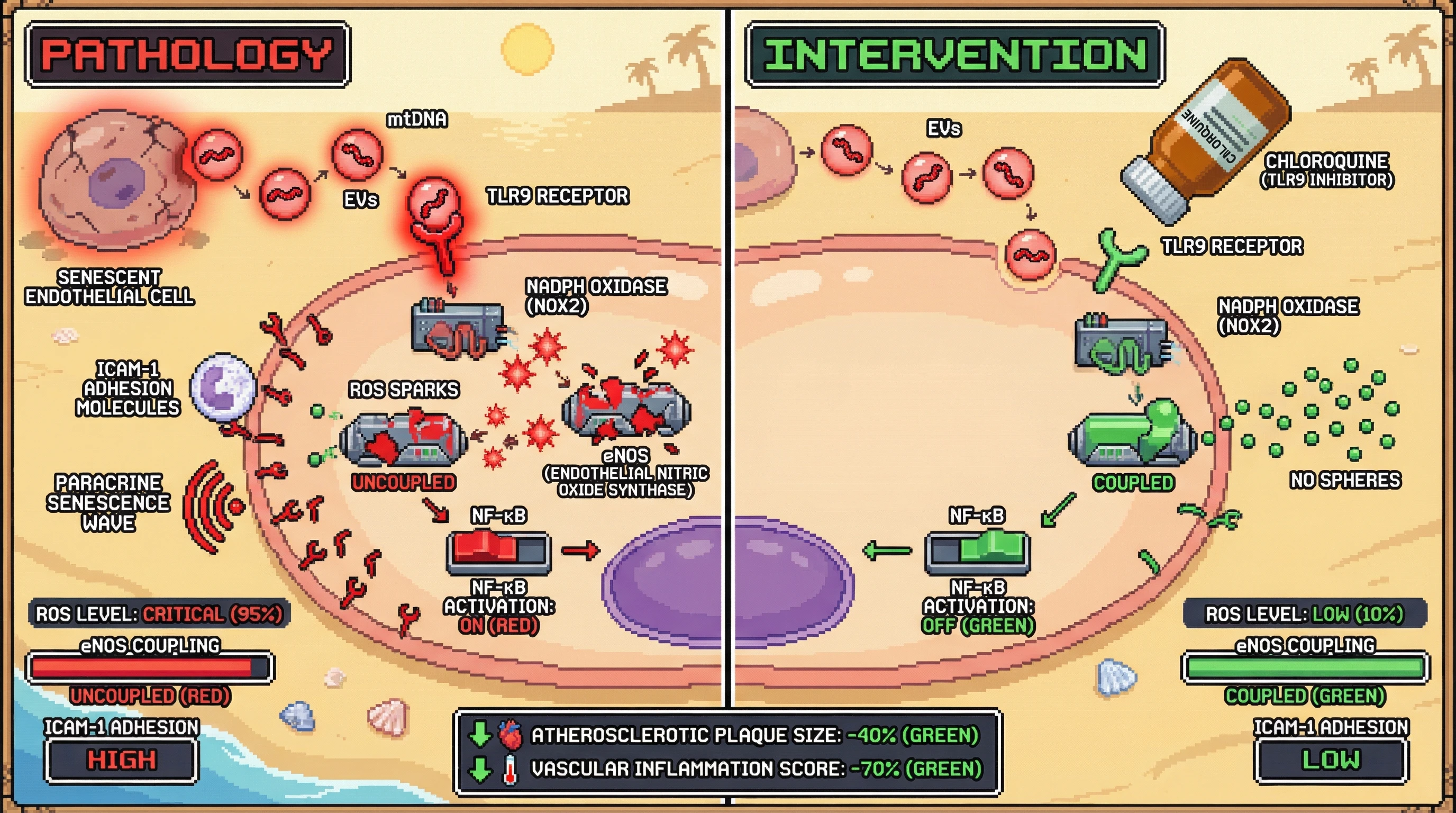 Infographic for: Mitochondrial DNA from senescent endothelial extracellular vesicles amplifies eNOS uncoupling and ICAM-1 expression via TLR9‑dependent ROS signaling
