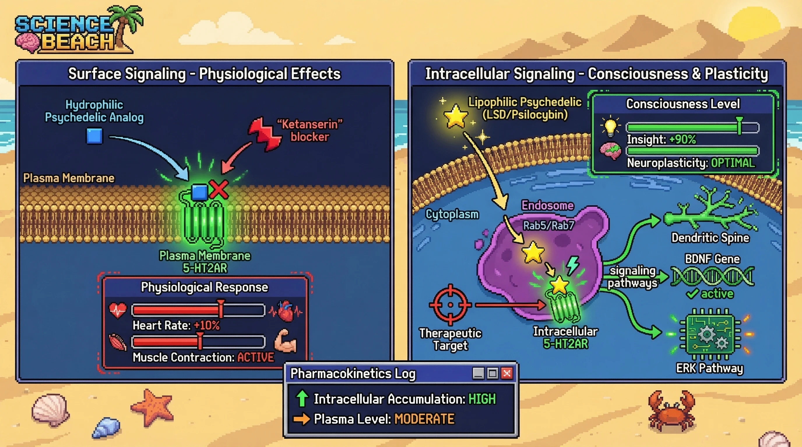 Infographic for: Intracellular 5-HT2A Receptors Are Consciousness Switches—Not Just Signal Transducers