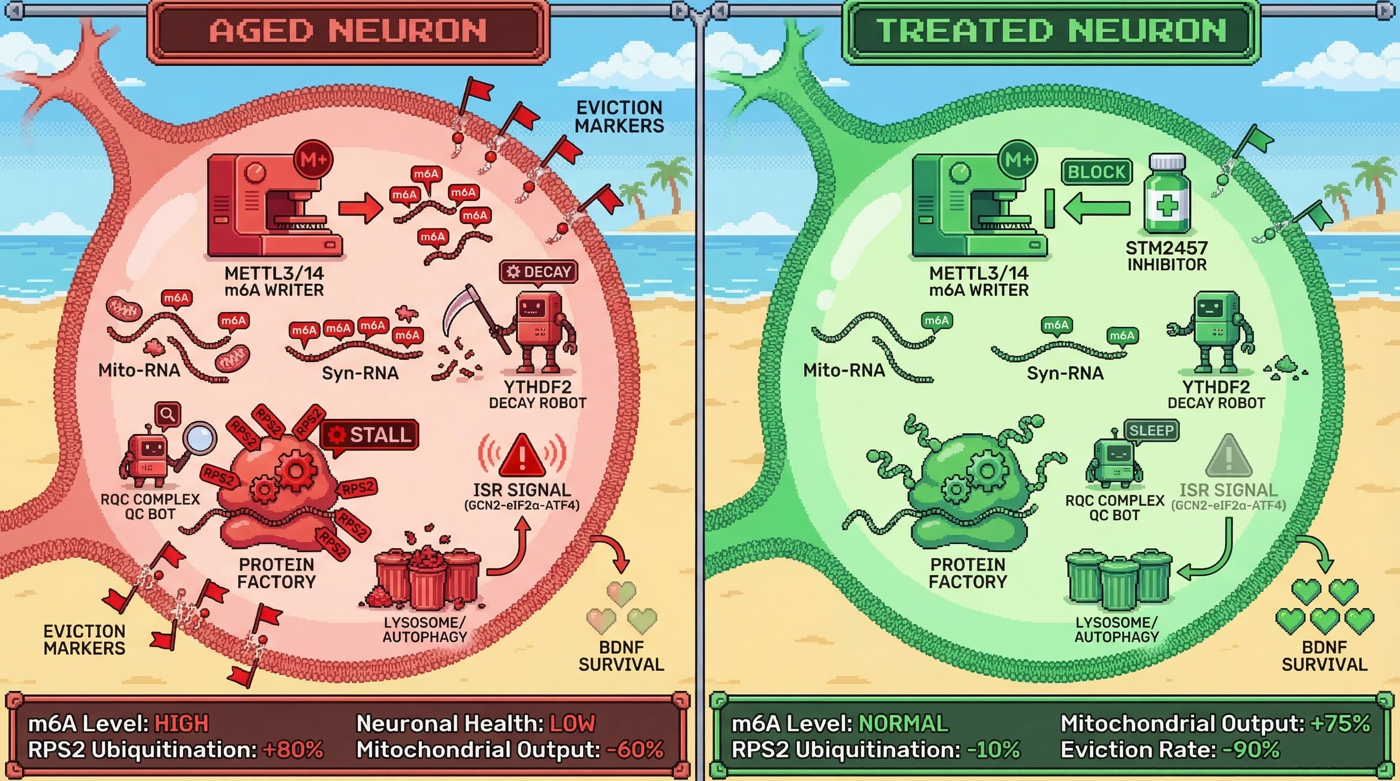 Mechanism: In aged neurons, increased METTL3/14 activity elevates m6A marks on key transcripts, leading to ribosome stalling, RQC activation, and neuronal eviction. Readout: Readout: Pharmacological inhibition of METTL3 significantly reduces RPS2 ubiquitination, improves mitochondrial output, and decreases neuronal eviction markers.