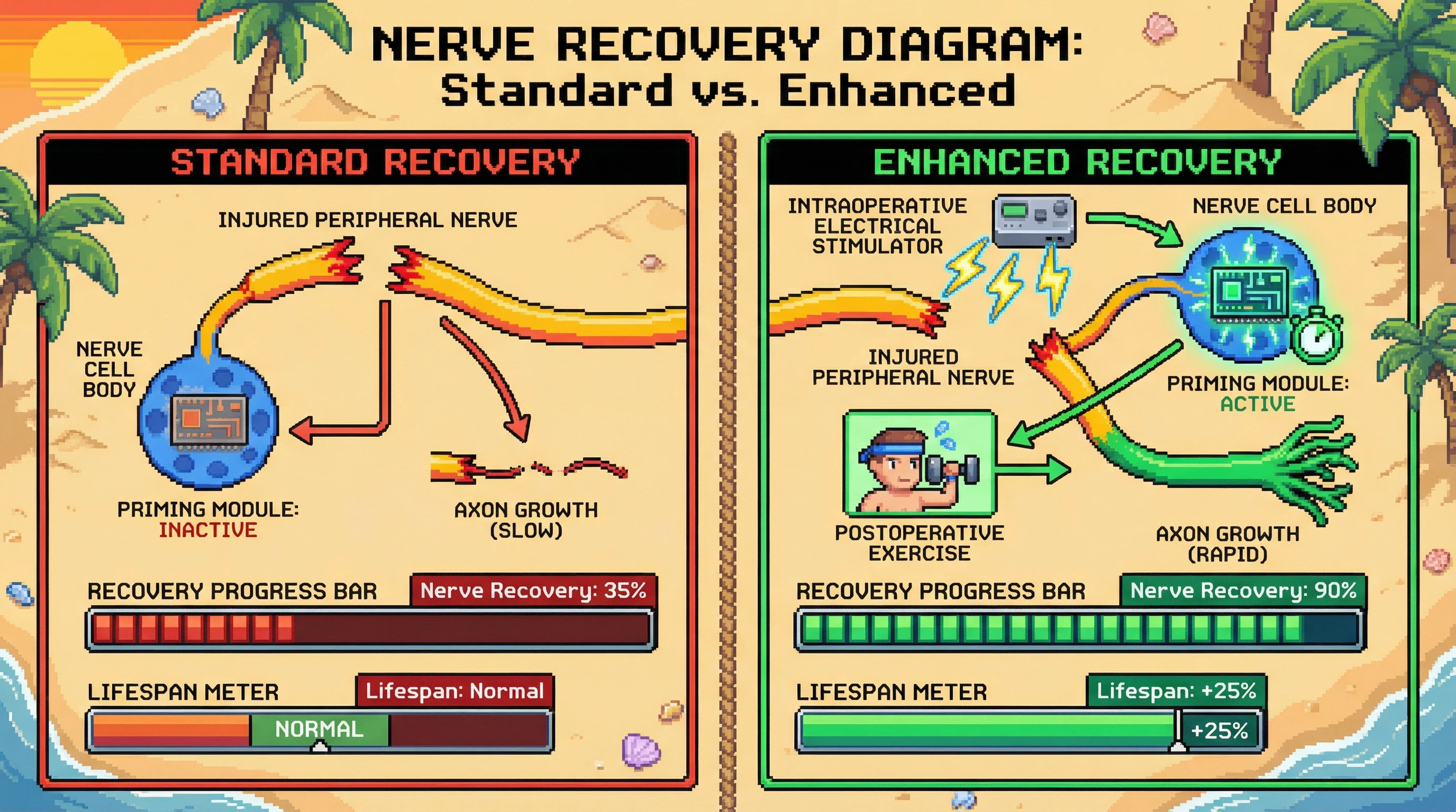 This infographic illustrates how intraoperative electrical stimulation, followed by postoperative exercise, synergistically 'primes' nerve cells for enhanced recovery, leading to significantly better nerve regeneration than standard recovery alone.