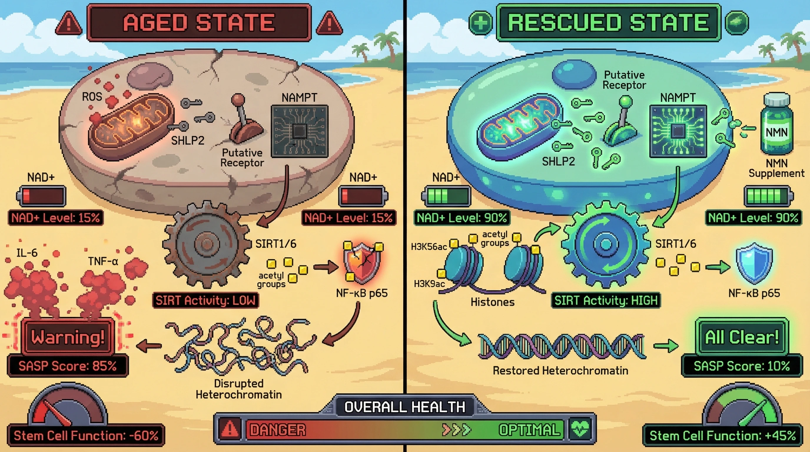 Mechanism: Age-related decline of mitochondrial SHLP2 leads to insufficient NAD+ and low SIRT1/6 activity, causing epigenetic instability and inflammation. Readout: Readout: Combined SHLP2 and NAD+ booster treatment significantly increases NAD+/SIRT activity, decreases SASP score from 85% to 10%, and boosts stem cell function by 45%.