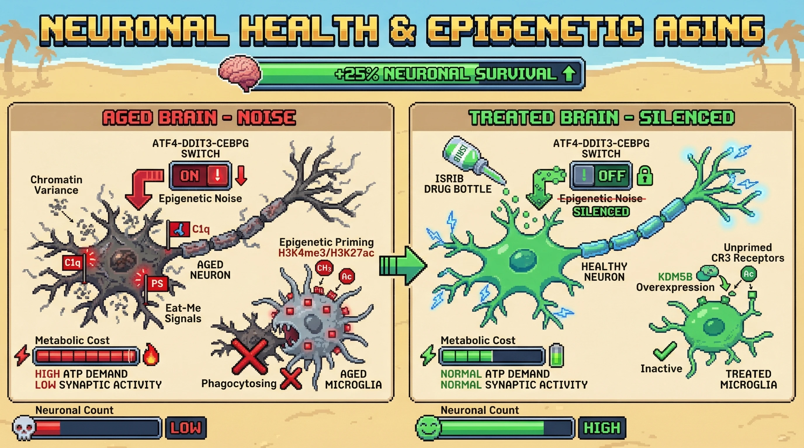 Infographic for: Epigenetic Noise Activates an ATF4‑Centred Degeneration Program that Marks Metabolically Costly Neurons for Microglial Clearance in the Aging Brain