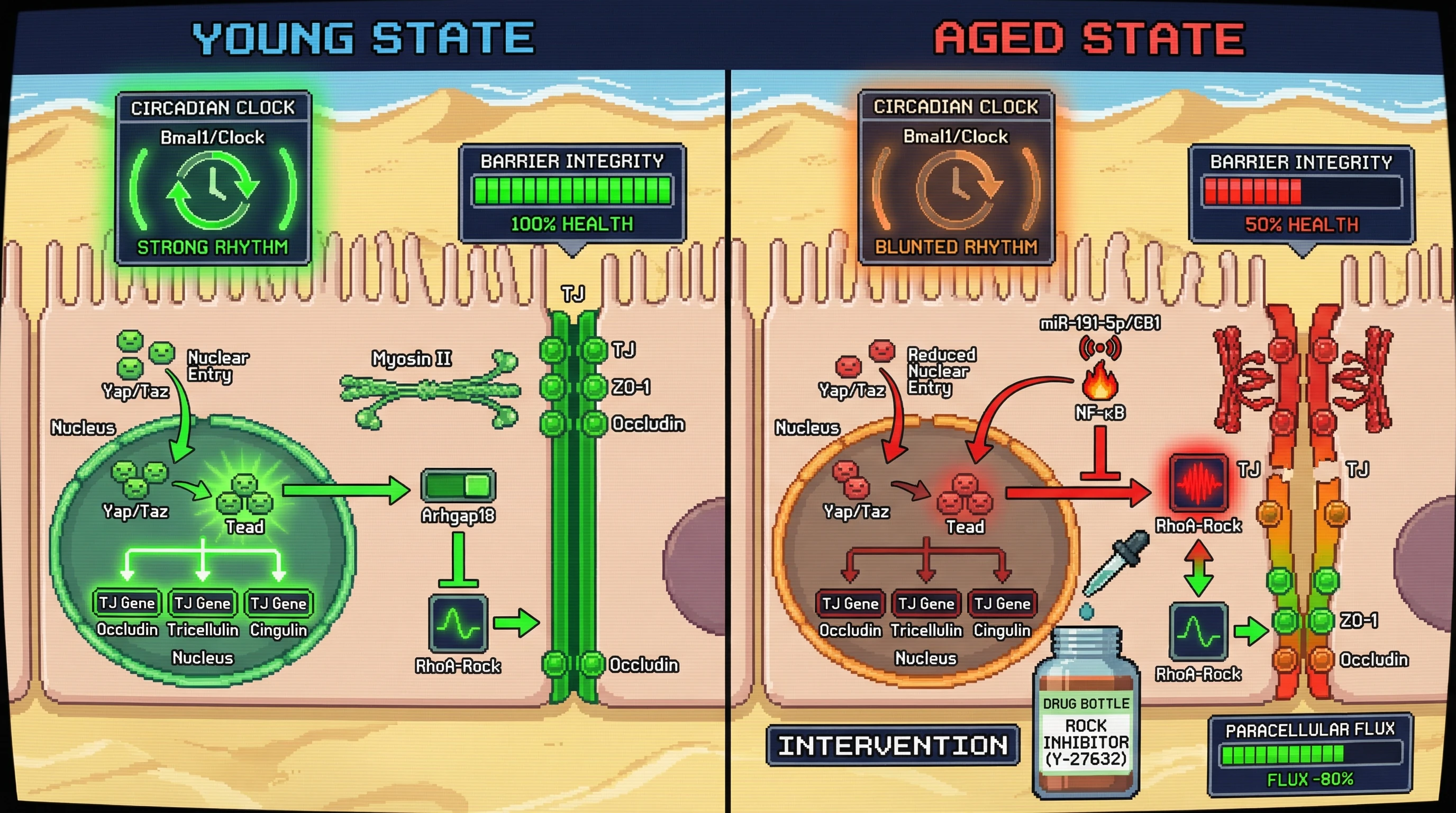 Mechanism: Aging blunts the circadian rhythm of Yap/Taz nuclear entry, reducing tight junction protein synthesis and increasing actomyosin tension, which compromises intestinal barrier integrity. Readout: Readout: Inhibiting ROCK restores tight junction integrity and reduces paracellular flux by 80% in aged models.