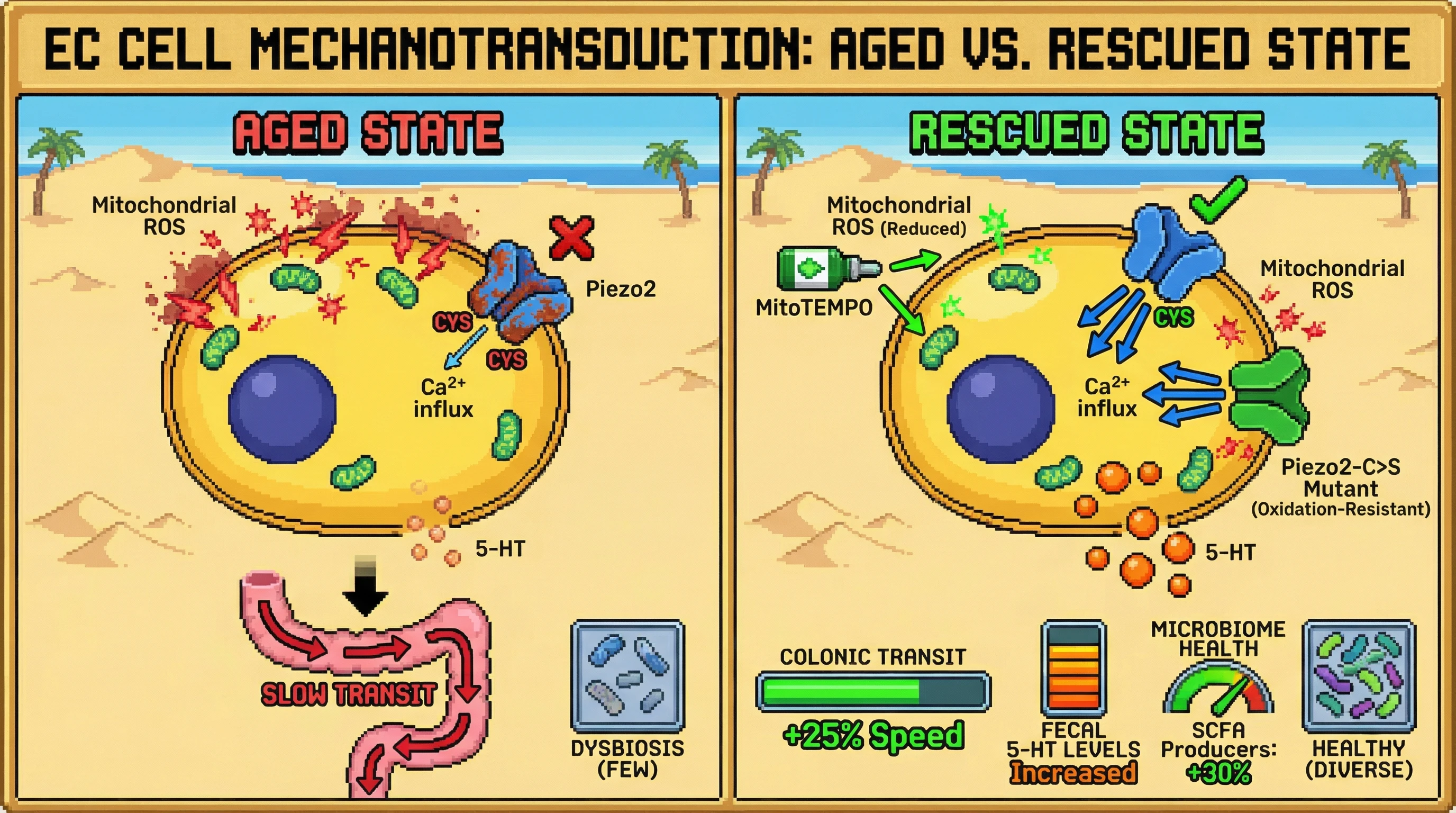 Mechanism: Aging increases mitochondrial ROS in EC cells, oxidizing Piezo2 channels and reducing mechanosensitive serotonin release. Readout: Readout: Intervention with MitoTEMPO or an oxidation-resistant Piezo2 mutant restores colonic transit speed, increases fecal 5-HT, and improves microbiome composition.