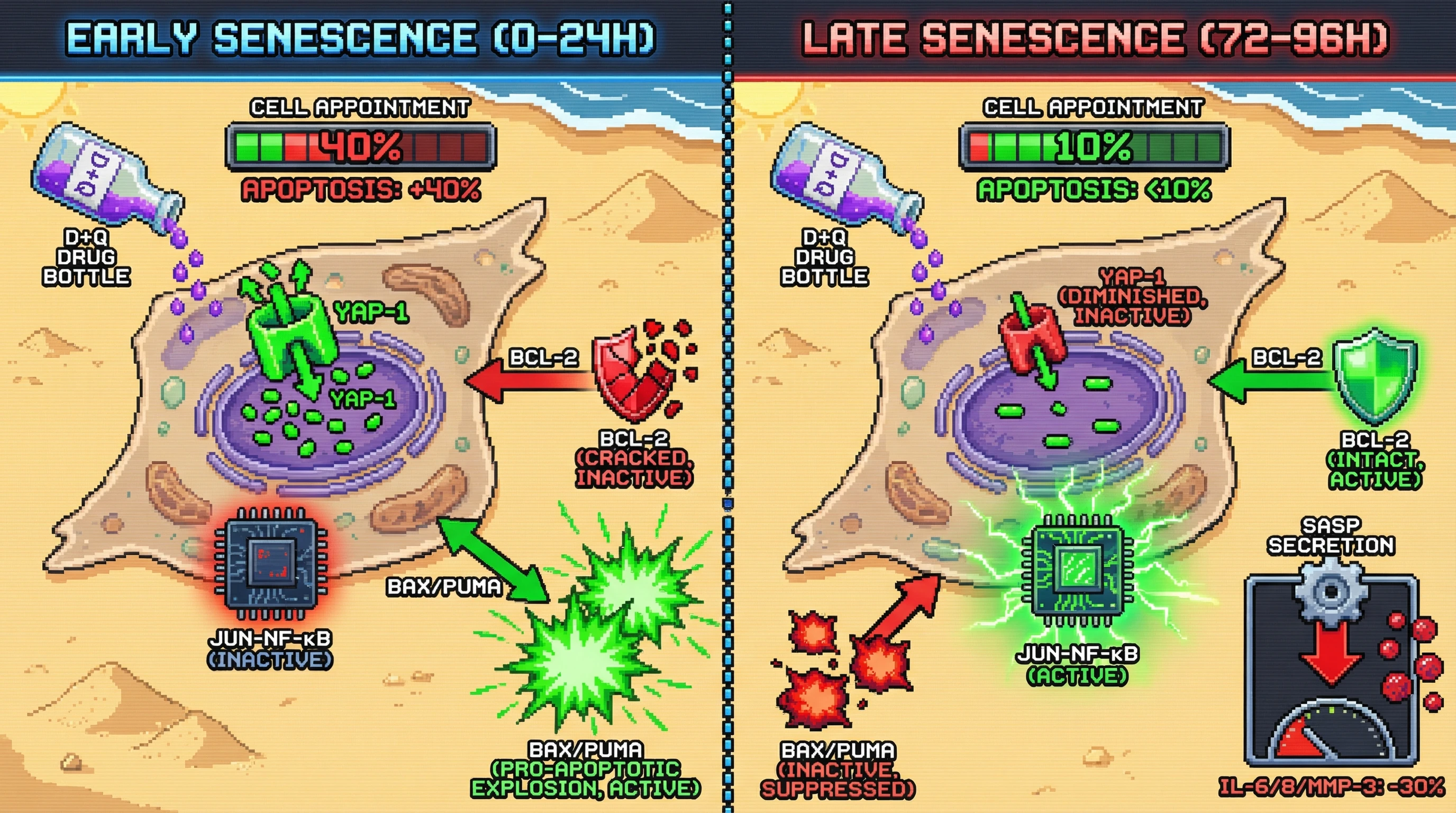 Infographic for: Senescent Cell Chronobiology Determines Dasatinib-Quercetin Mechanism: Early YAP-1 Dependence versus Late JUN-NF-κB Survival