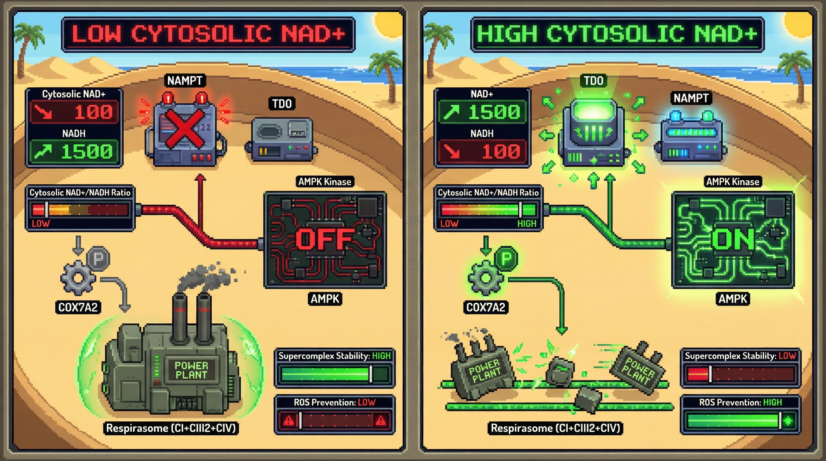 Infographic for: Compartmentalized NAD+ flux directs tissue-specific ETC supercomplex remodeling via AMPK-mediated COX7A2 phosphorylation