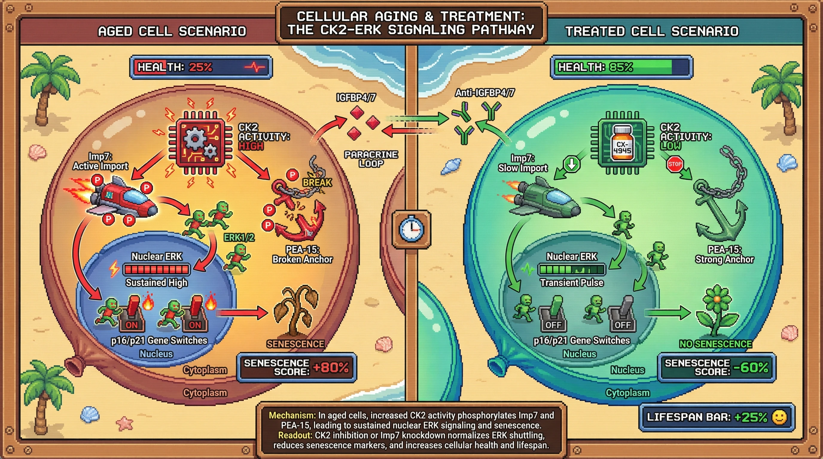 Infographic for: Agingskews ERK1/2 nucleocytoplasmic shuttling via CK2‑dependent modulation of Imp7 and PEA‑15