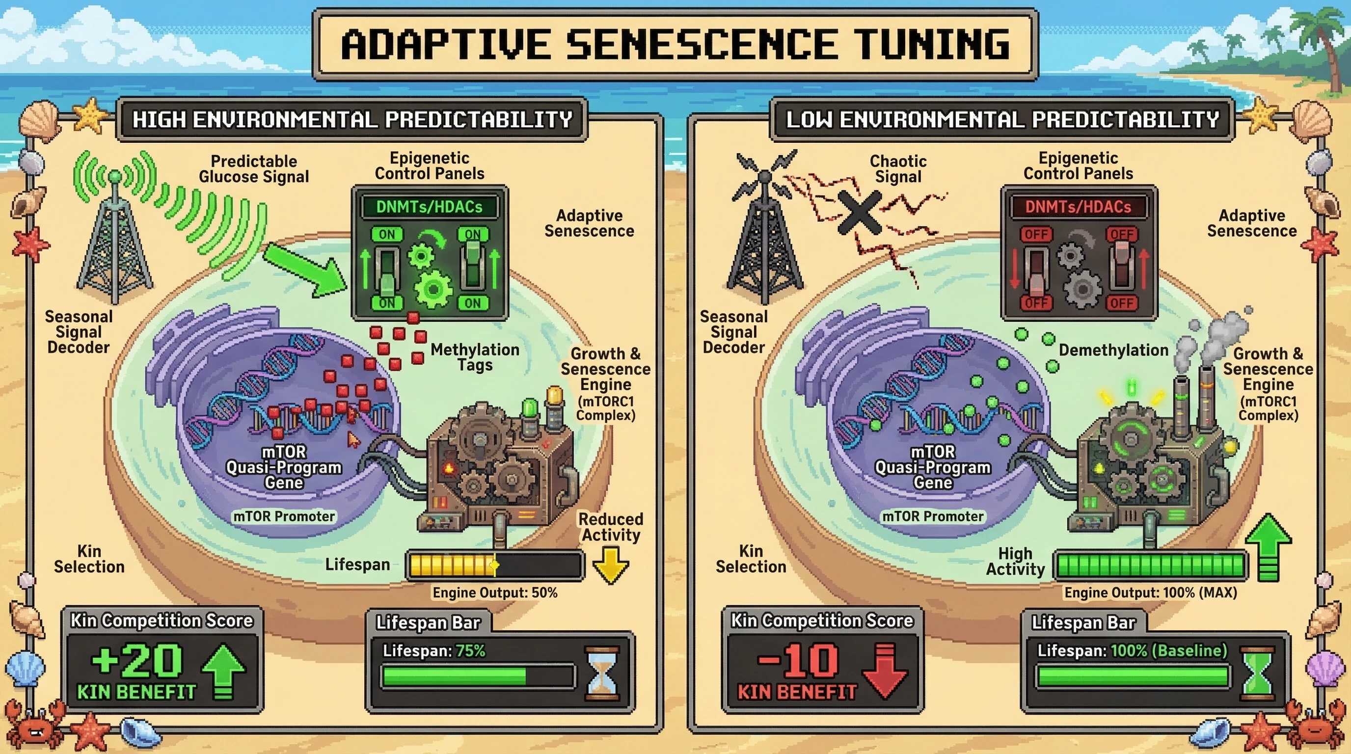 Infographic for: Epigenetic Tuning of Developmental Quasi-Programs as an Adaptive Senescence Mechanism in Fluctuating Environments