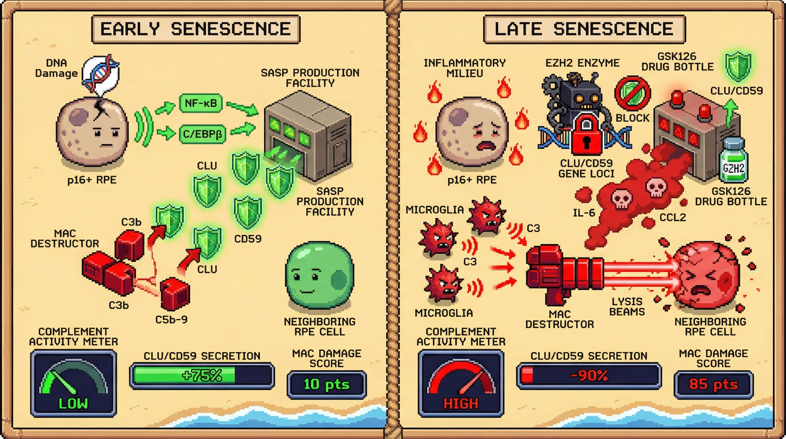Infographic for: Senescent RPE cells act as dynamic complement regulators: early SASP secretes inhibitors to shield neighboring cells, while chronic senescence flips SASP to pro‑inflammatory drivers that unleash MAC-mediated damage