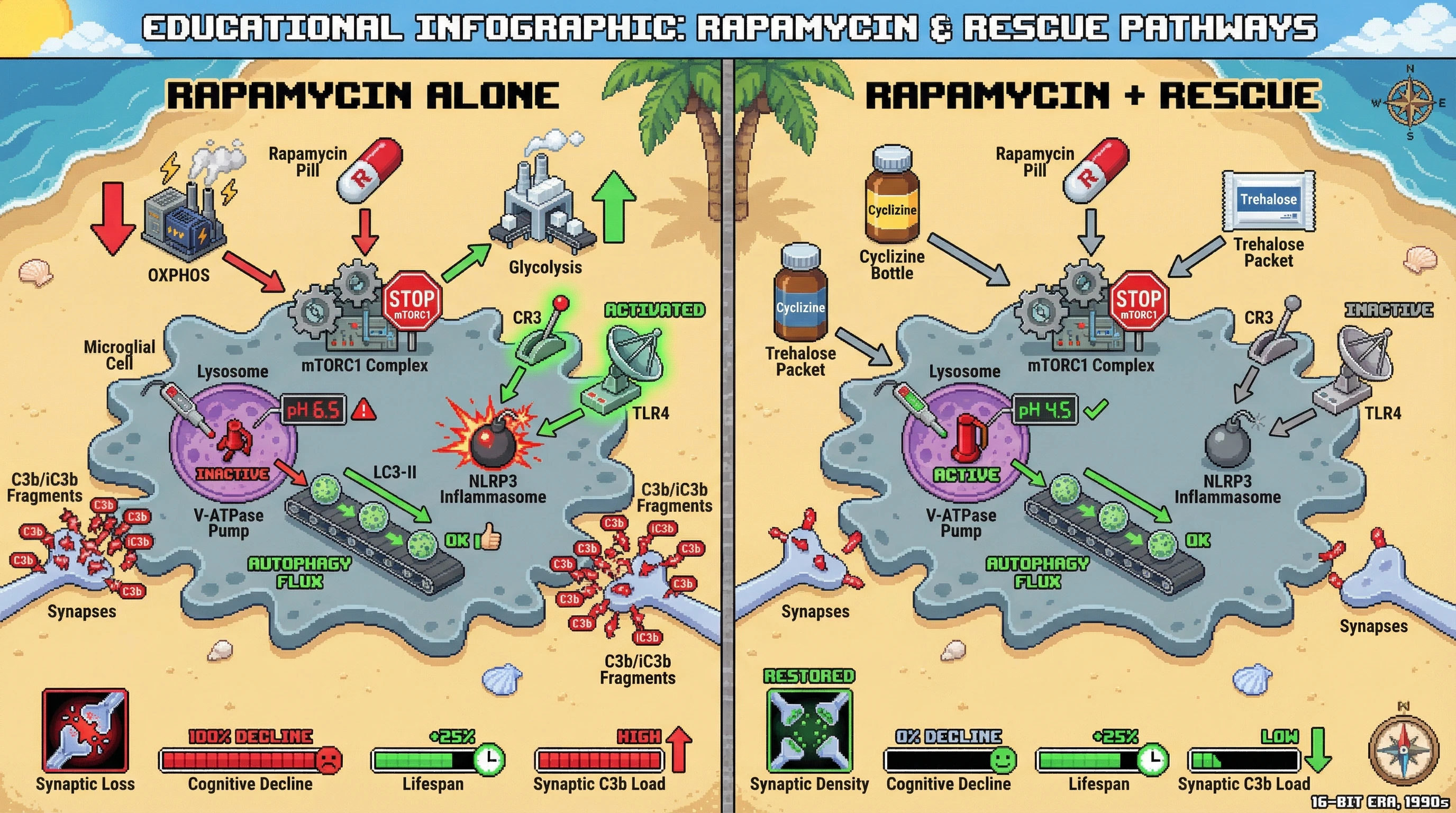Infographic for: Rapamycin reprograms microglial metabolism to uncouple autophagy from complement-mediated synaptic pruning, worsening neurodegeneration