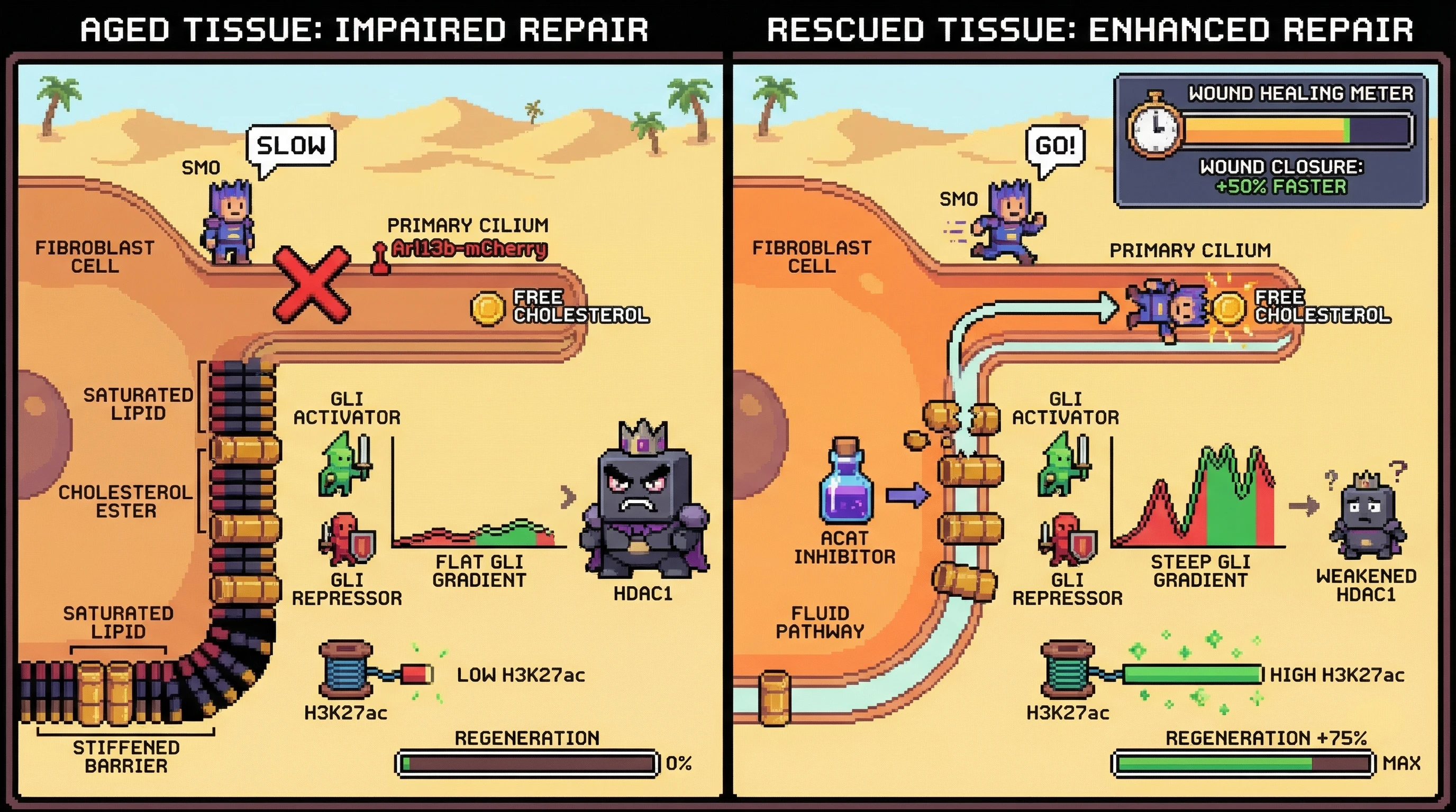 Infographic for: Age‑dependent membrane cholesterol remodeling impairs SMO ciliary entry and distorts GLI transcriptional gradients during tissue repair