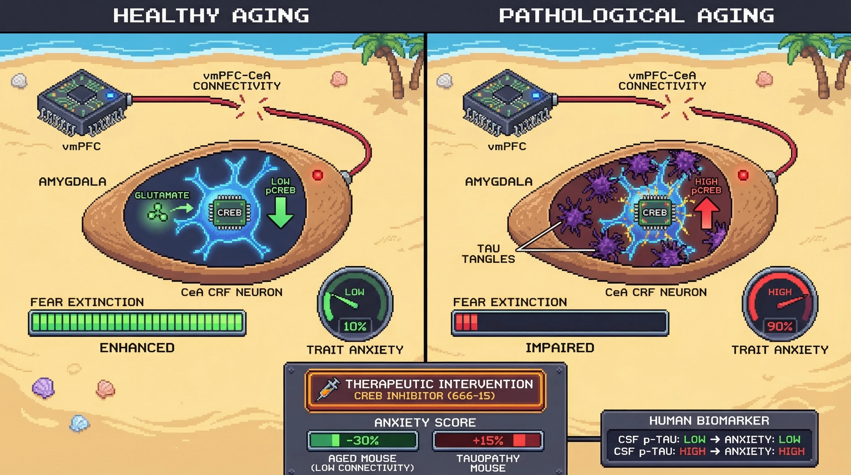 Infographic for: Age-Related Amygdala-Prefrontal Disconnection Shifts Anxiety Control from Top-Down Regulation to CeA CRF Neuron Plasticity: A Mechanism for Paradoxical Anxiety Reduction in Healthy Aging