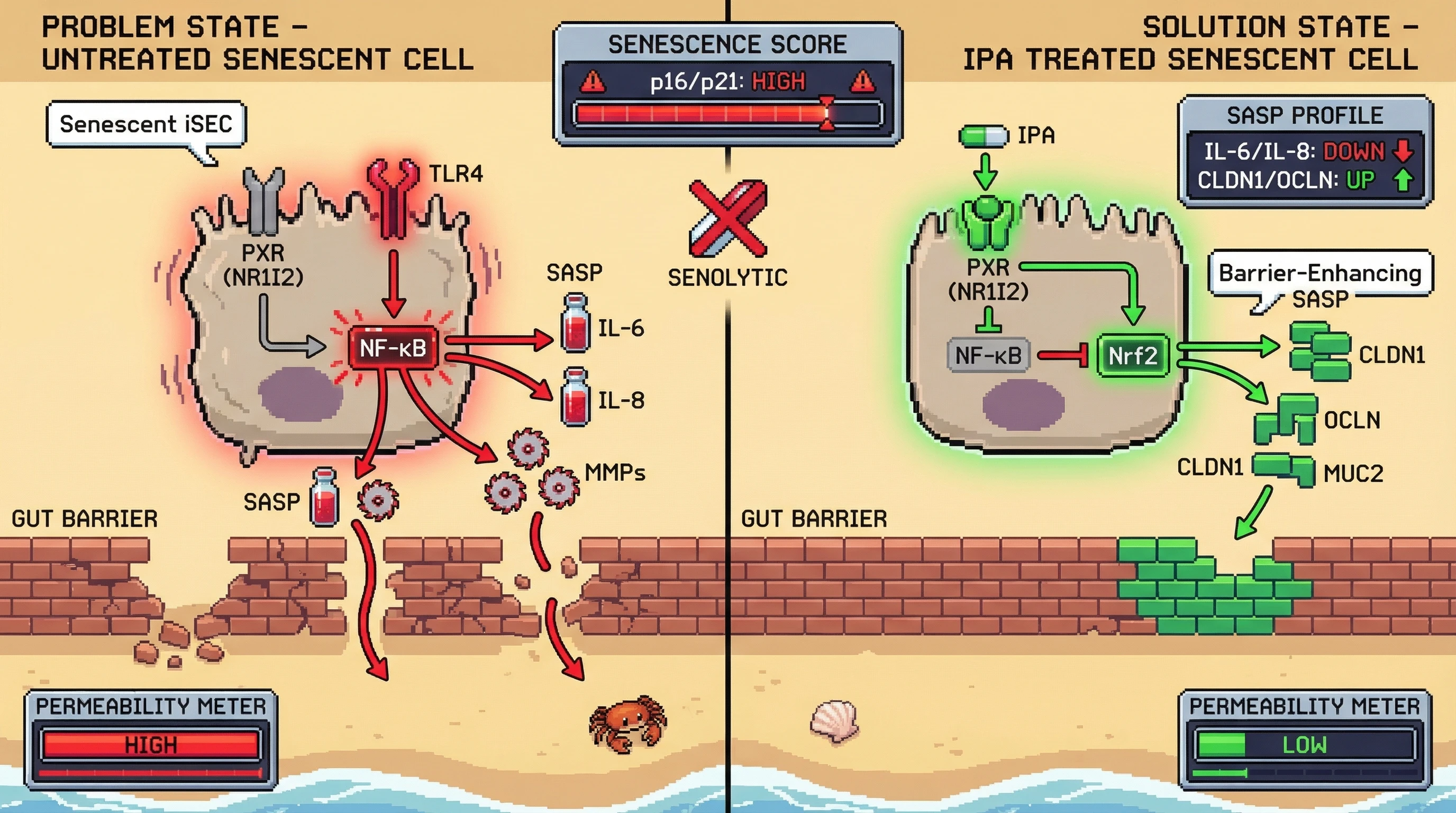 Mechanism: Indole-3-propionic acid (IPA) activates PXR in senescent intestinal epithelial cells, suppressing NF-κB and activating Nrf2 to shift their SASP from pro-inflammatory to barrier-enhancing. Readout: Readout: This reprogramming decreases gut barrier permeability and reduces pro-inflammatory cytokines while increasing barrier-protective proteins.
