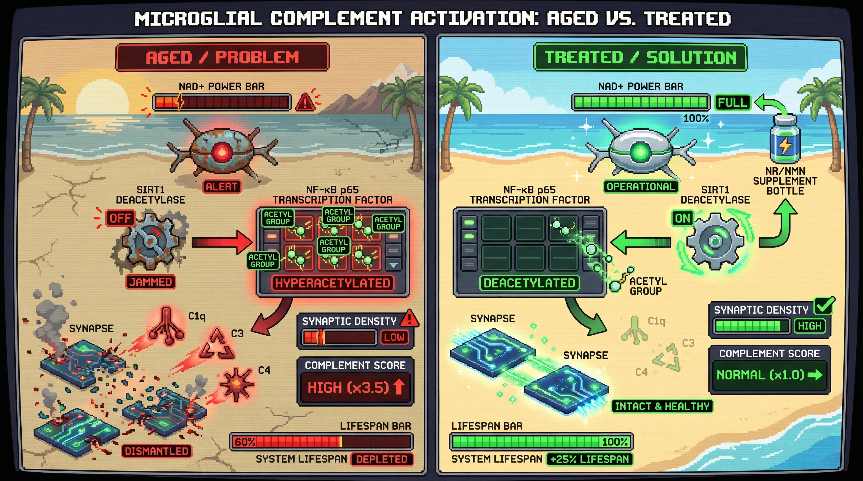 Infographic for: NAD+ Decline Gates Microglial Complement Activation via SIRT1‑Dependent NF‑κB Hyperacetylation