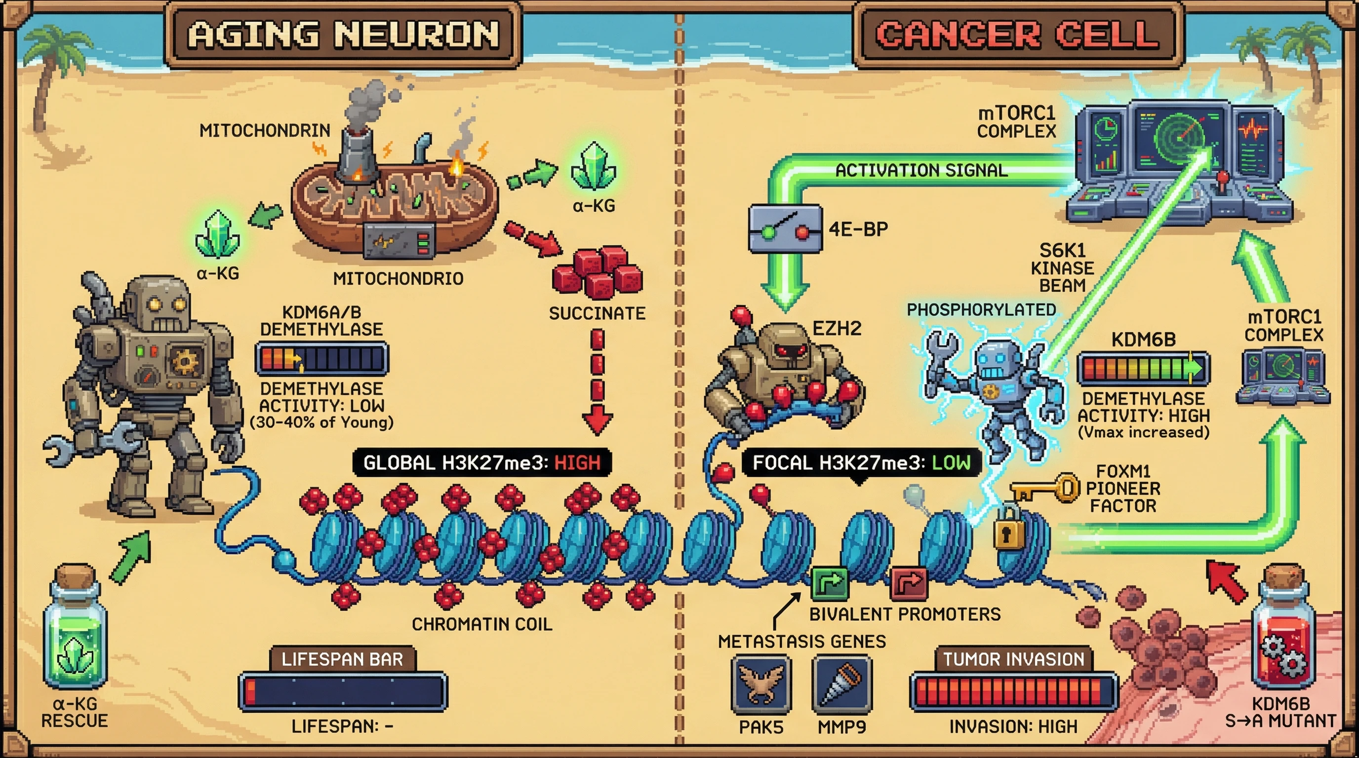 Infographic for: Metabolic gating of KDM6A/B demethylase activity explains divergent H3K27me3 landscapes in aging versus cancer