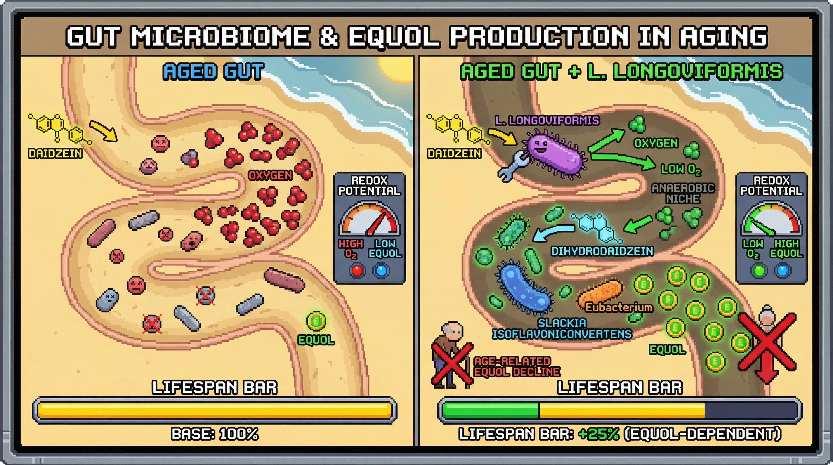 Infographic for: Lactonifactor longoviformis as an anaerobic niche engineer stabilizing equol production in aging gut microbiomes