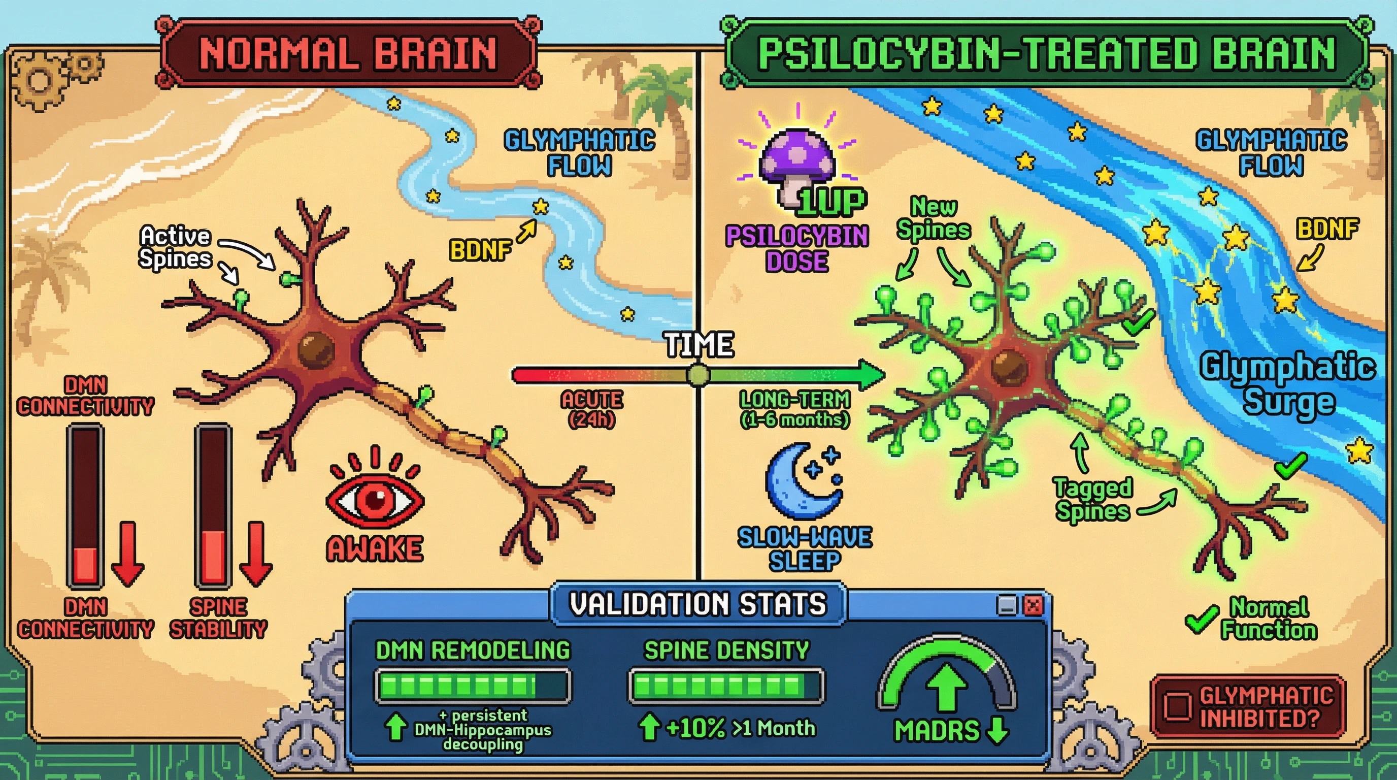 Infographic for: Psilocybin primes glymphatic-mediated synaptic tagging to consolidate default mode network remodeling