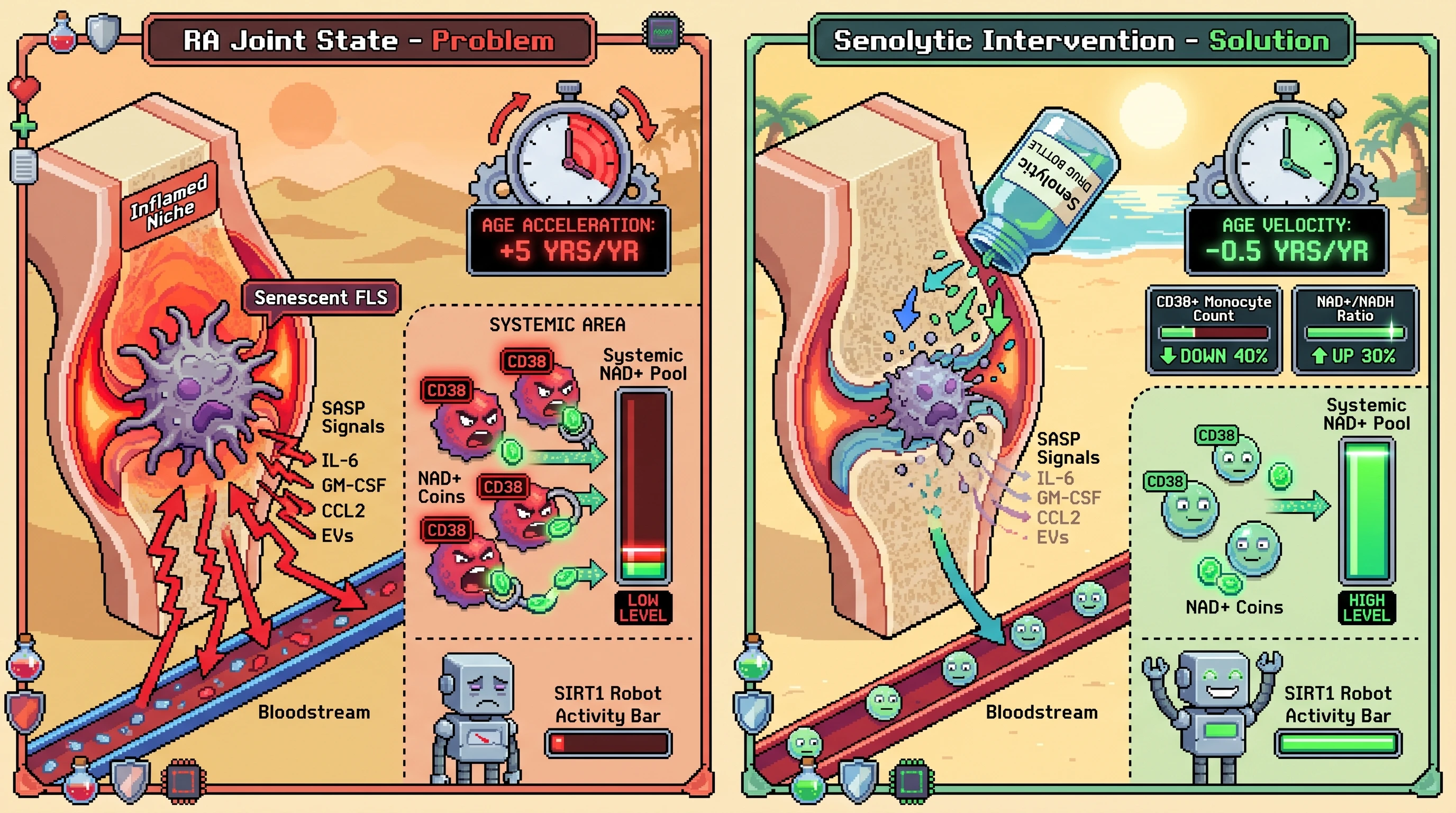 Infographic for: Hypothesis: Senescent synovial fibroblast clearance will reduce systemic CD38-driven NAD+ loss and slow epigenetic age acceleration in rheumatoid arthritis