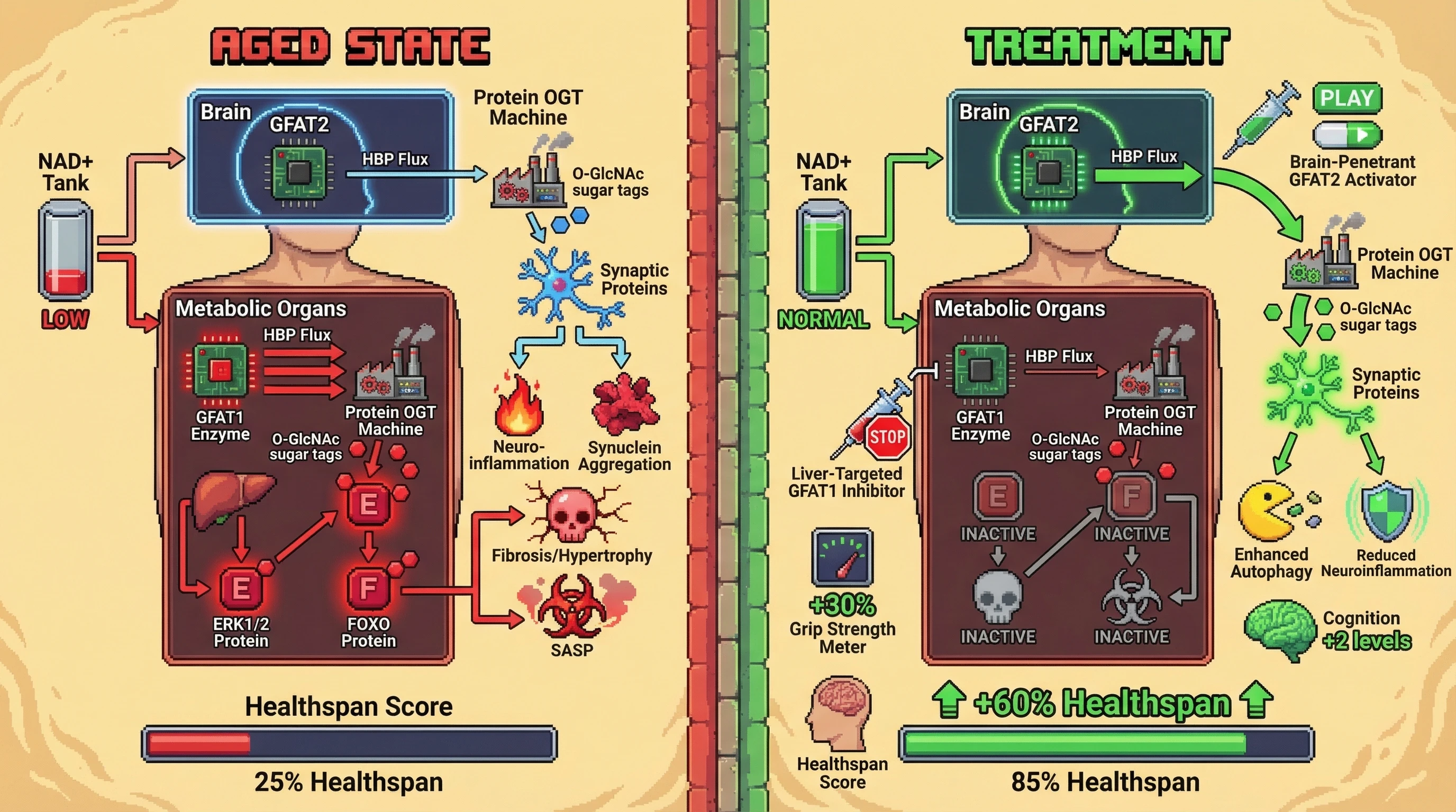 Infographic for: Tissue-Specific O-GlcNAc Set Point Hypothesis: Isoform-Selective HBP Flux Modulation to Decouple Protective and Pathological Signaling in Aging